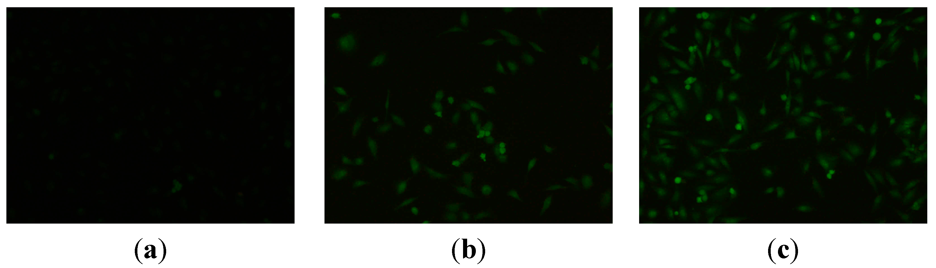 Ijms 16 14571 g004 1024