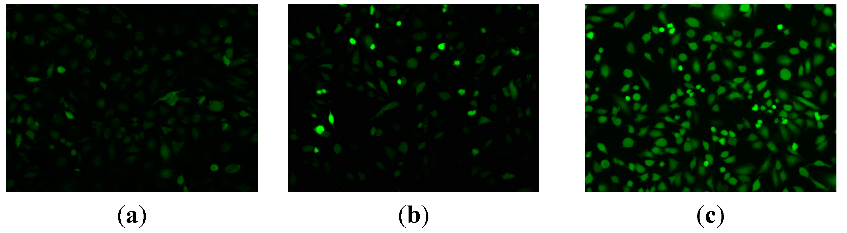 Ijms 16 14571 g007 1024