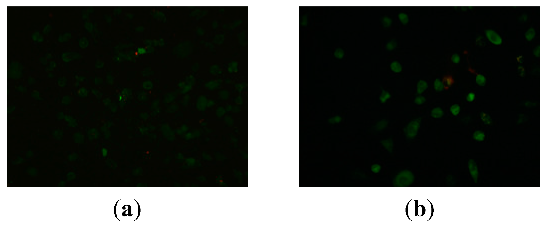 Ijms 16 14571 g008 1024