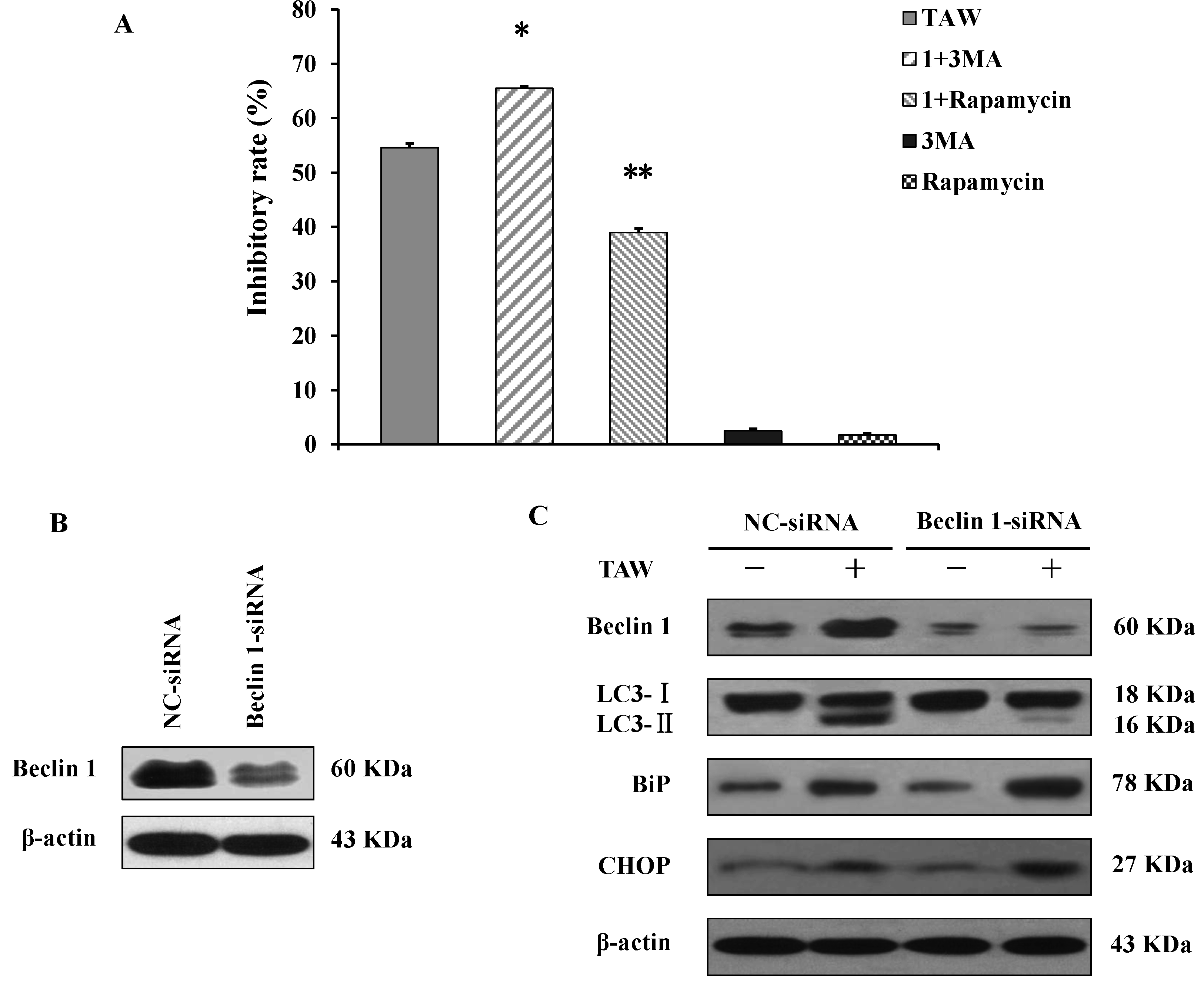 Ijms 16 14979 g006 1024