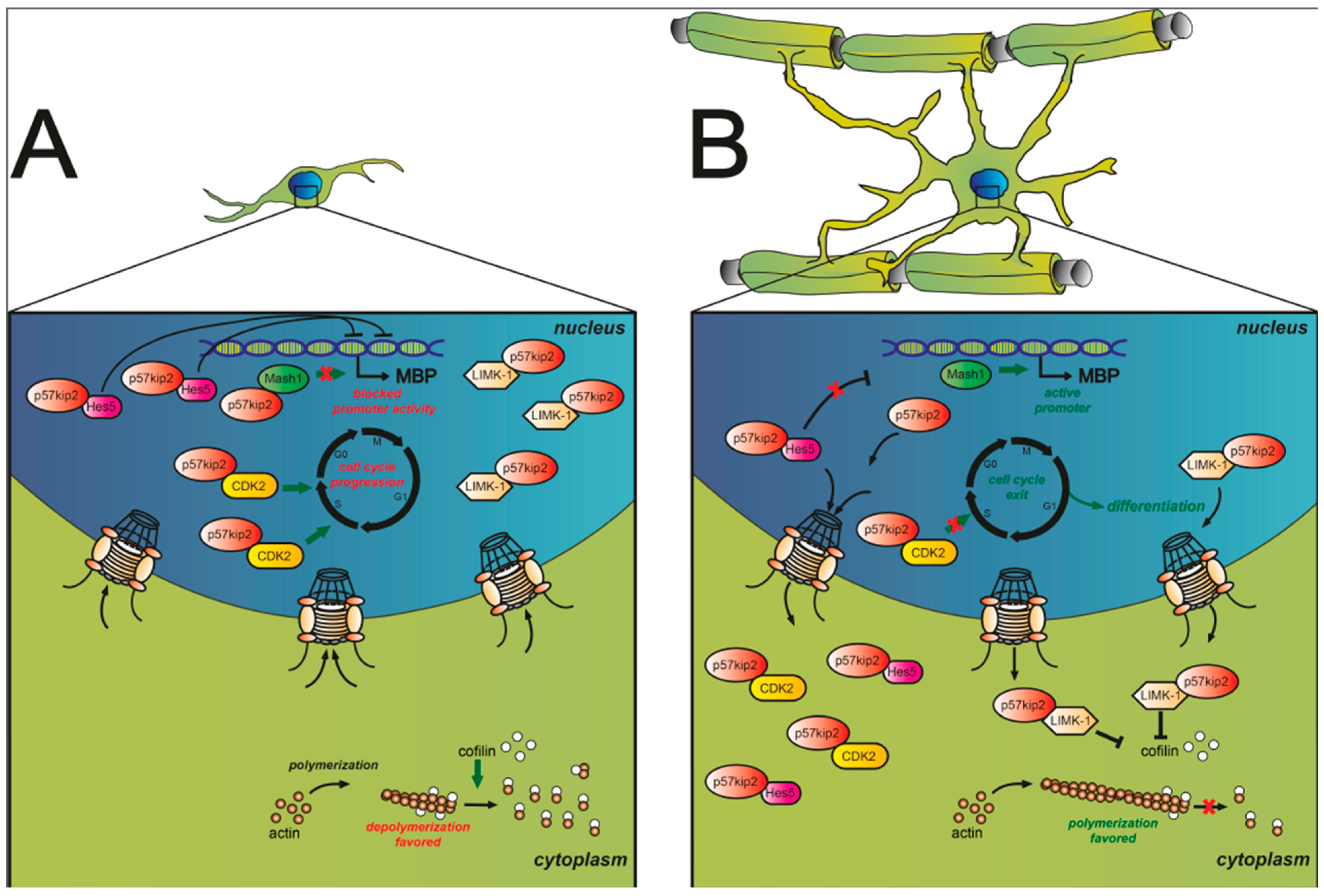 Scientific topic. P57 Cell Cycle. Protein kinase a in Cell.