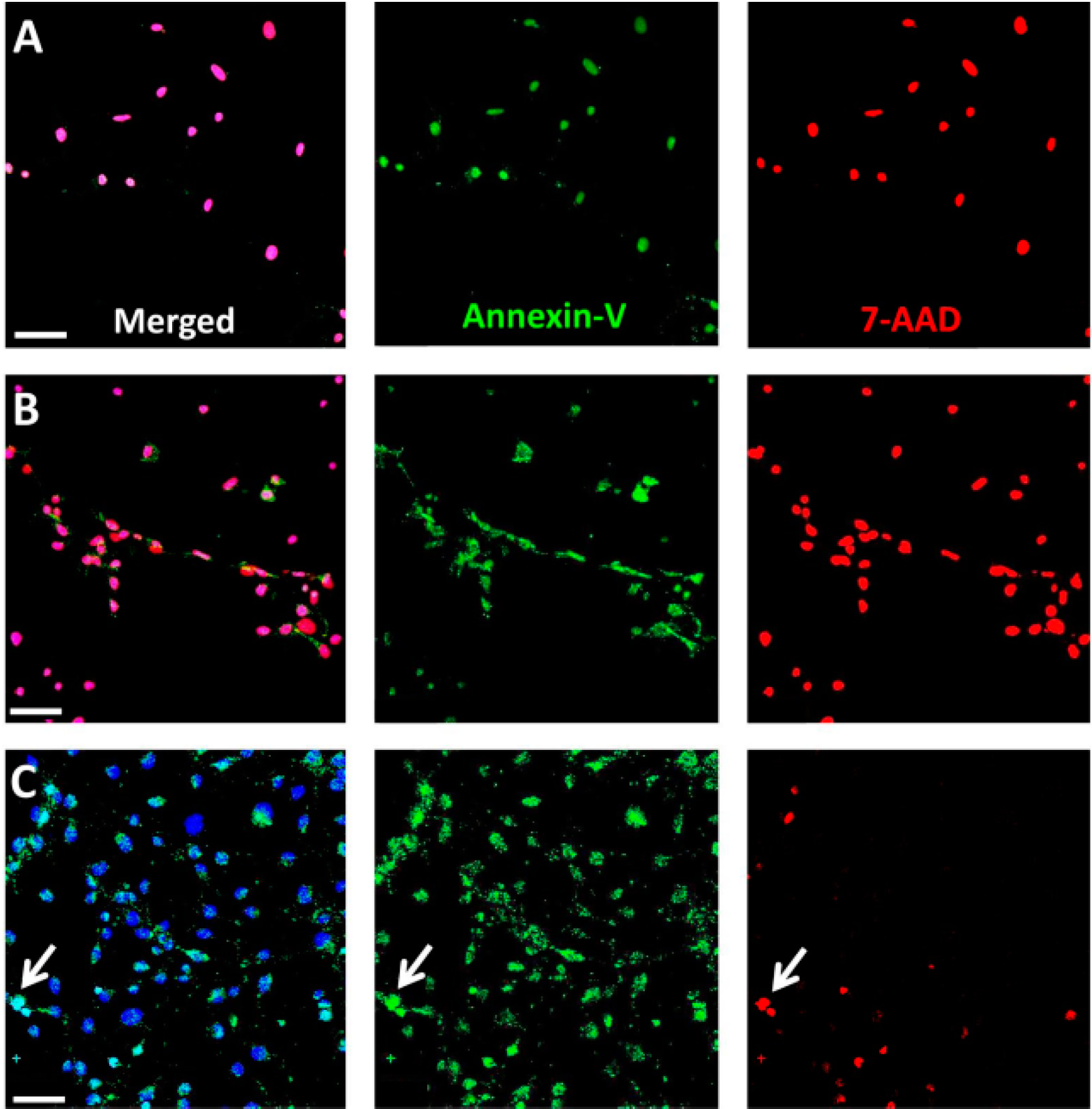 Ijms 16 15086 g006 1024