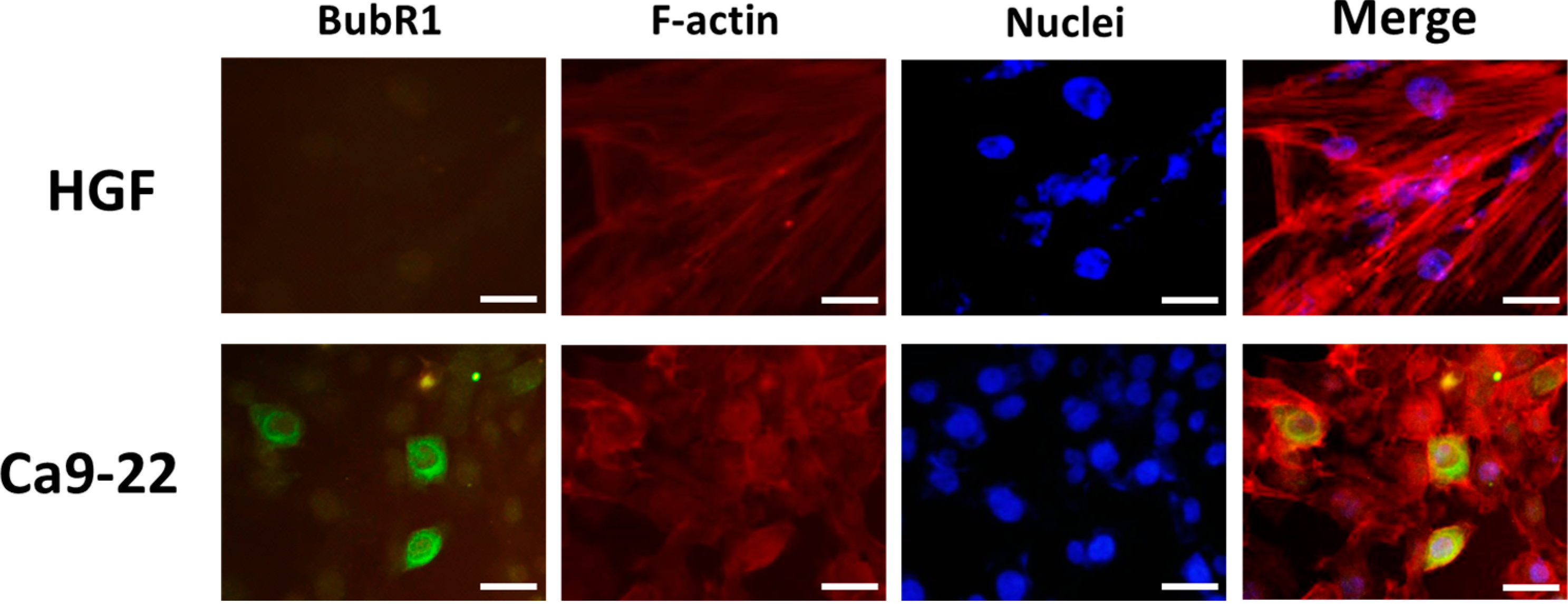 Ijms 16 15104 g002 1024