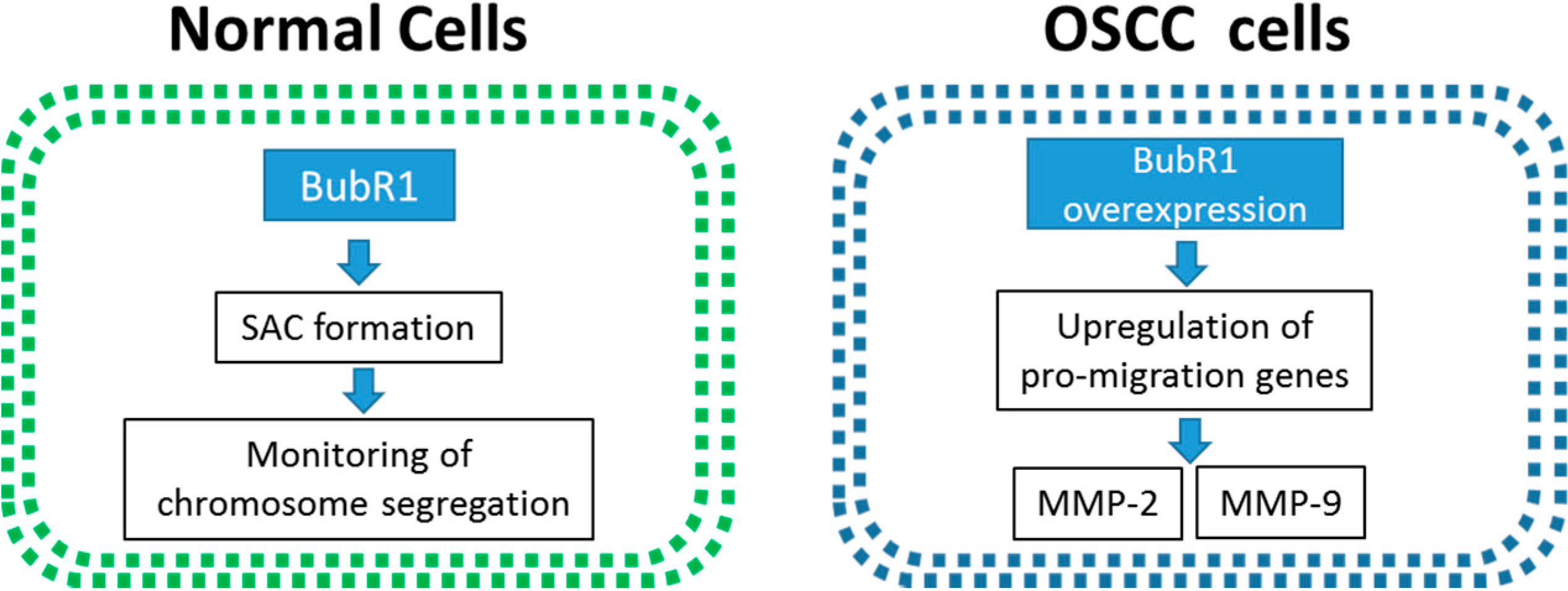 Ijms 16 15104 g006 1024