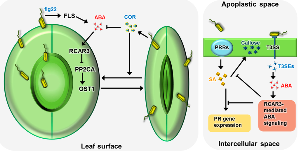 IJMS | Free Full-Text | Function of ABA in Stomatal ... diagram for calcium chloride 
