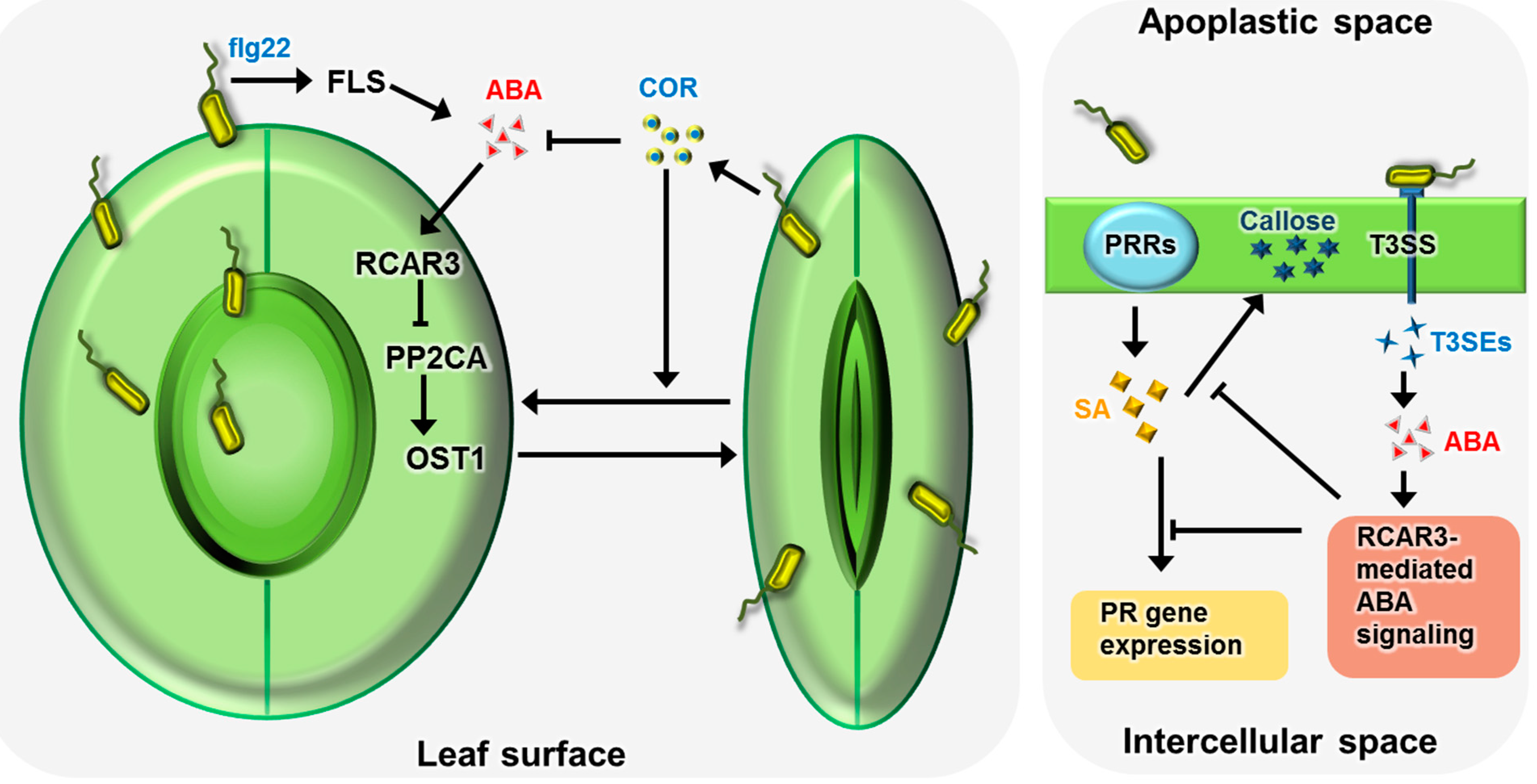 IJMS Free FullText Function of ABA in Stomatal