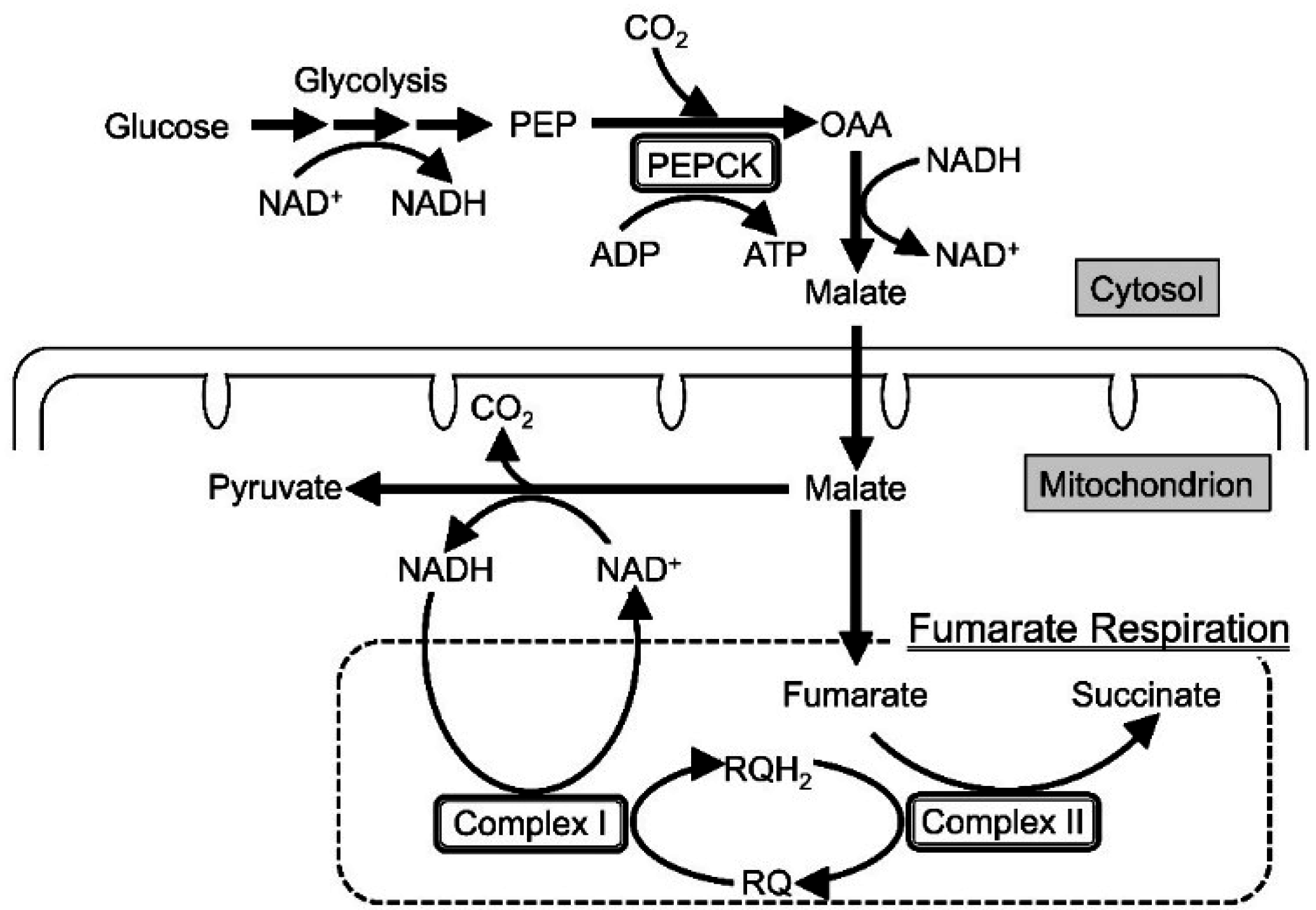 Ijms 16 15287 g007 1024