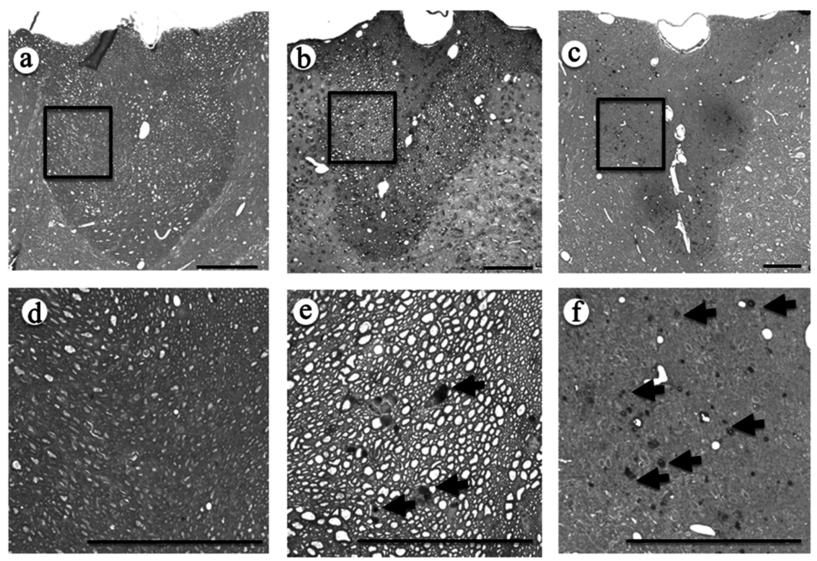 Ijms 16 15785 g004 1024