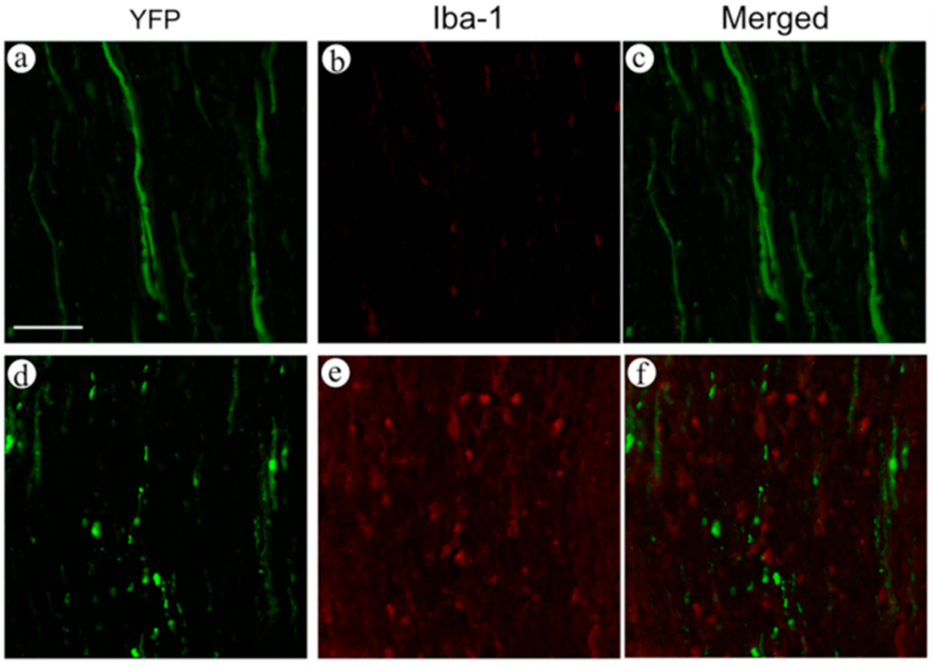 Ijms 16 15785 g005 1024