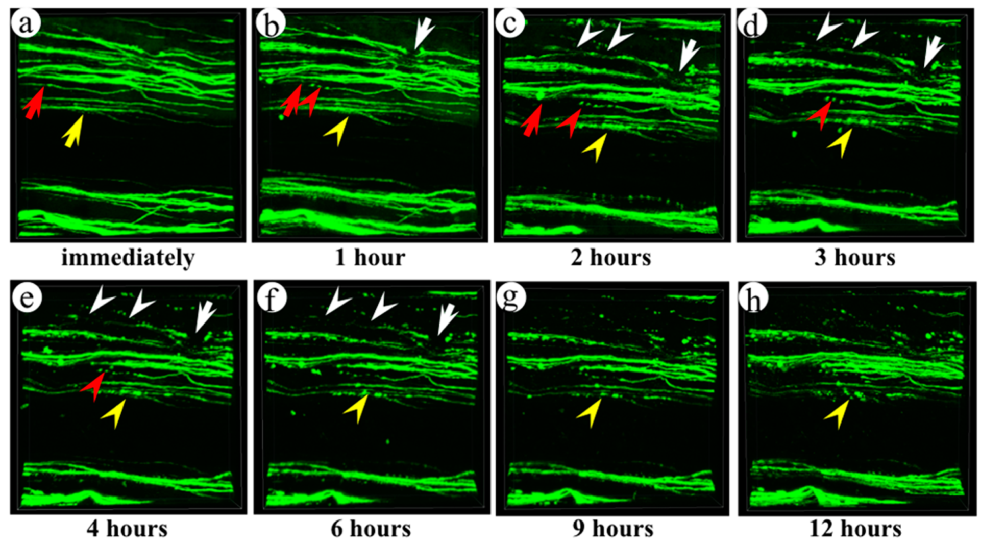 Ijms 16 15785 g006 1024