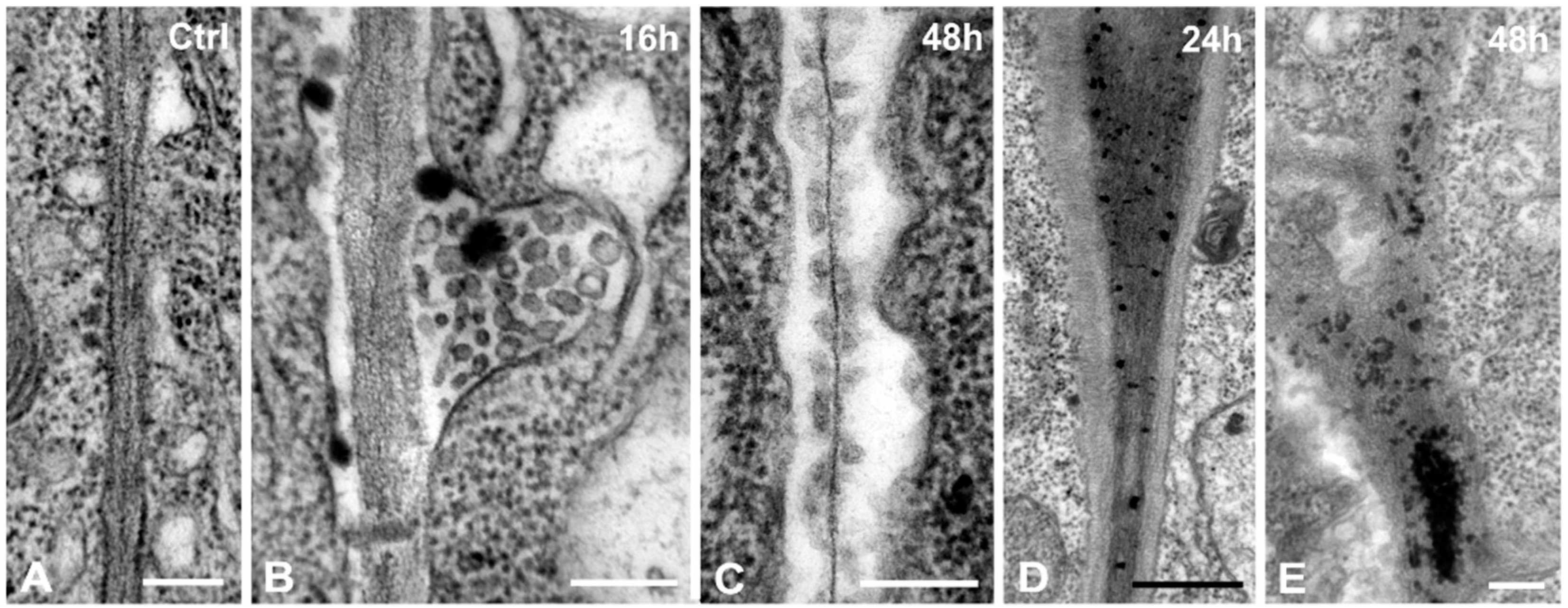 Ijms 16 15852 g007 1024