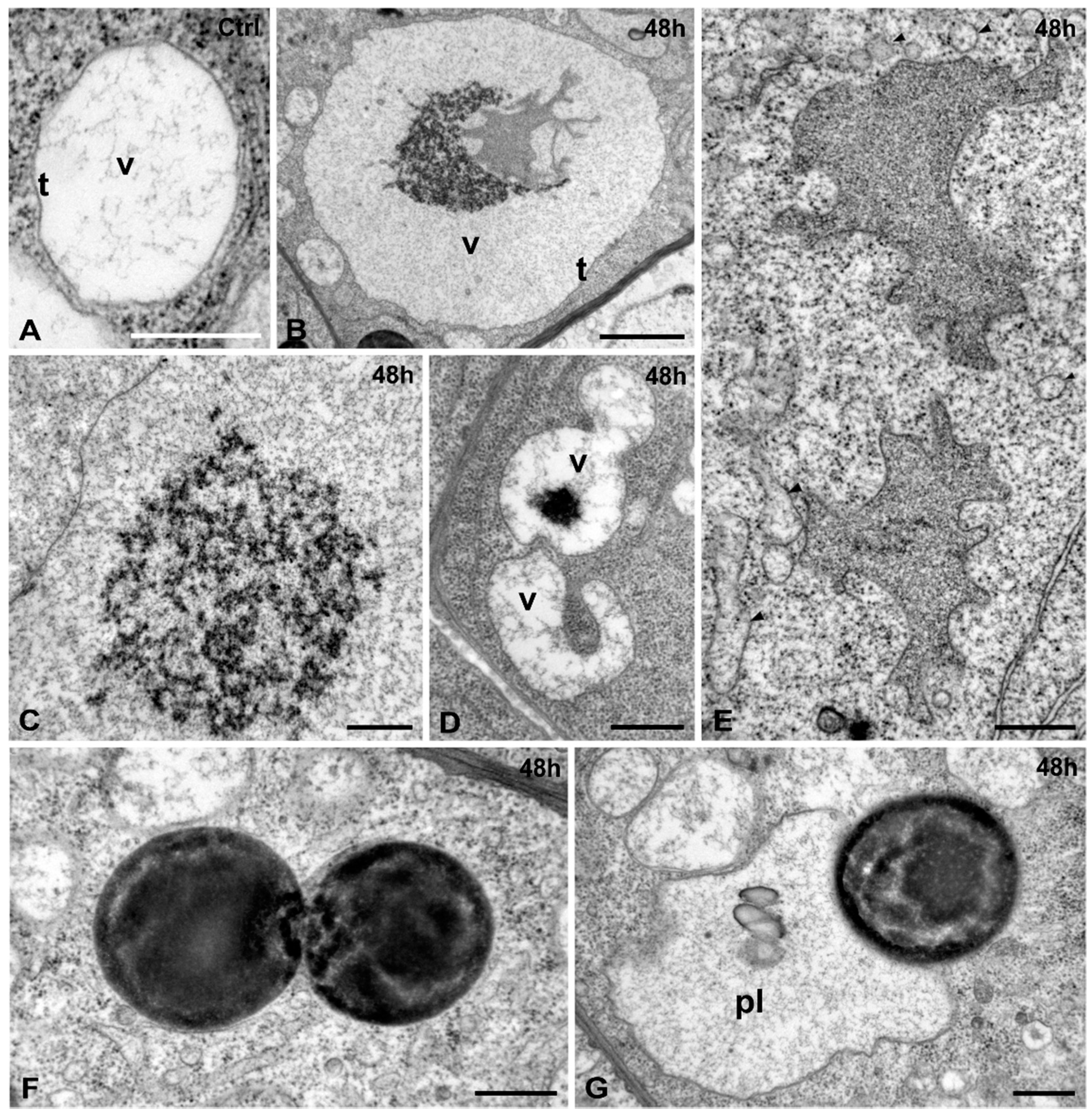 Ijms 16 15852 g008 1024