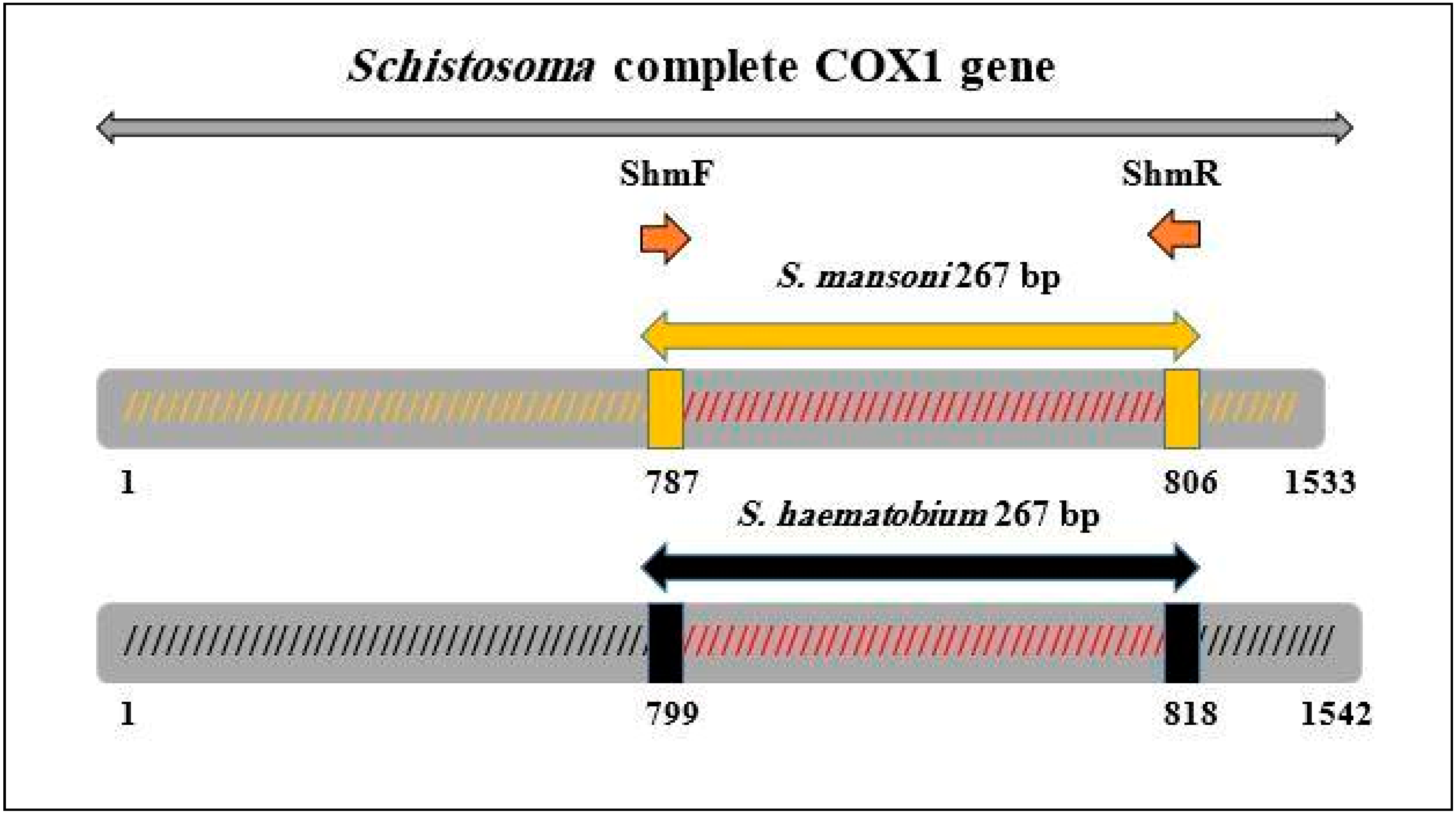 Detection of Schistosoma mansoni and Schistosoma haematobium