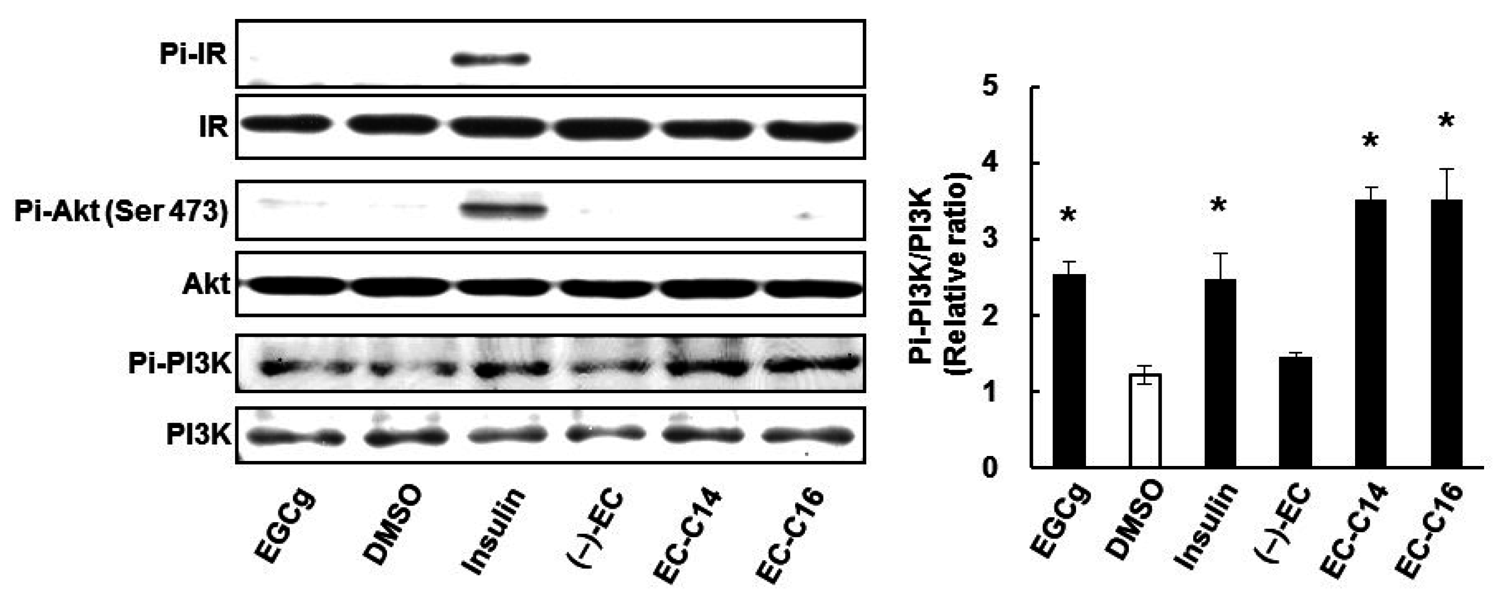 Ijms 16 16288 g007 1024