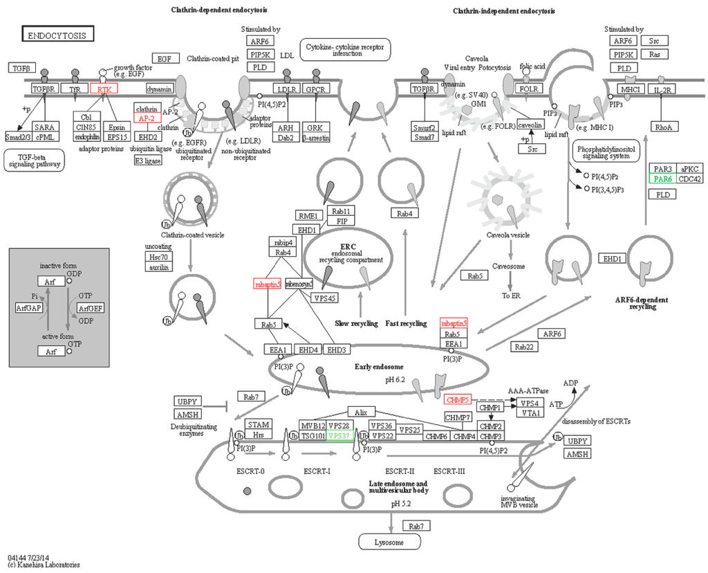 Transcriptome Analysis and Discovery of Genes Involved in