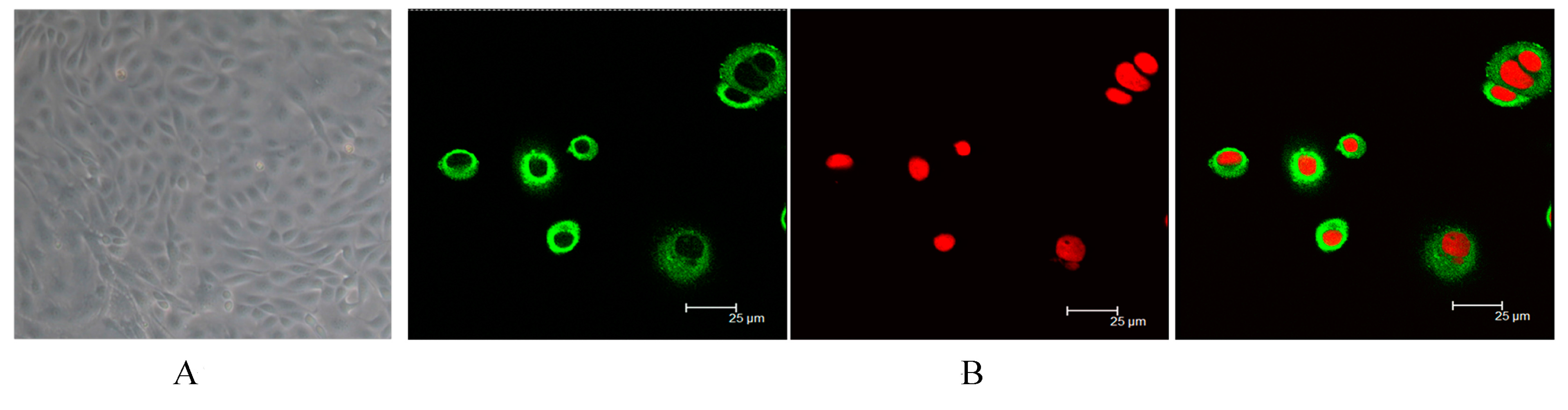 Ijms 16 16622 g001 1024