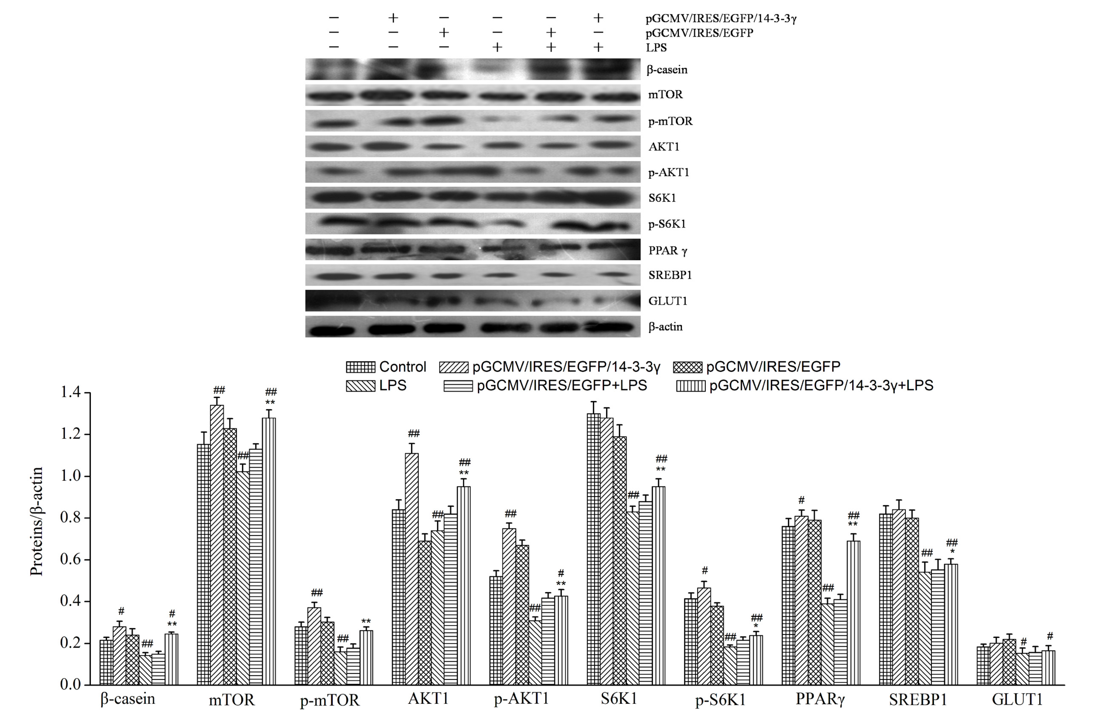 Ijms 16 16622 g009 1024