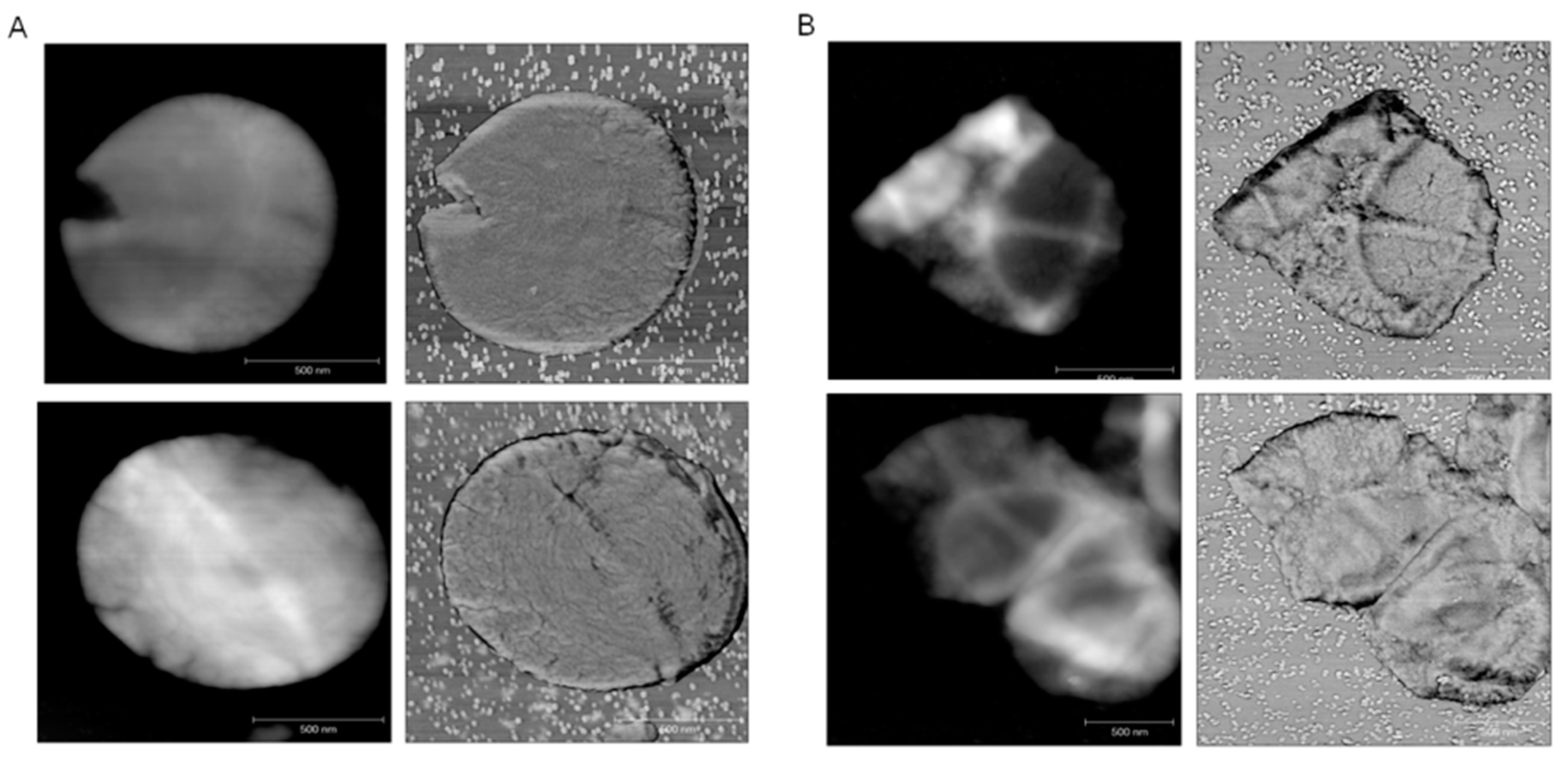 Ijms 16 16710 g006