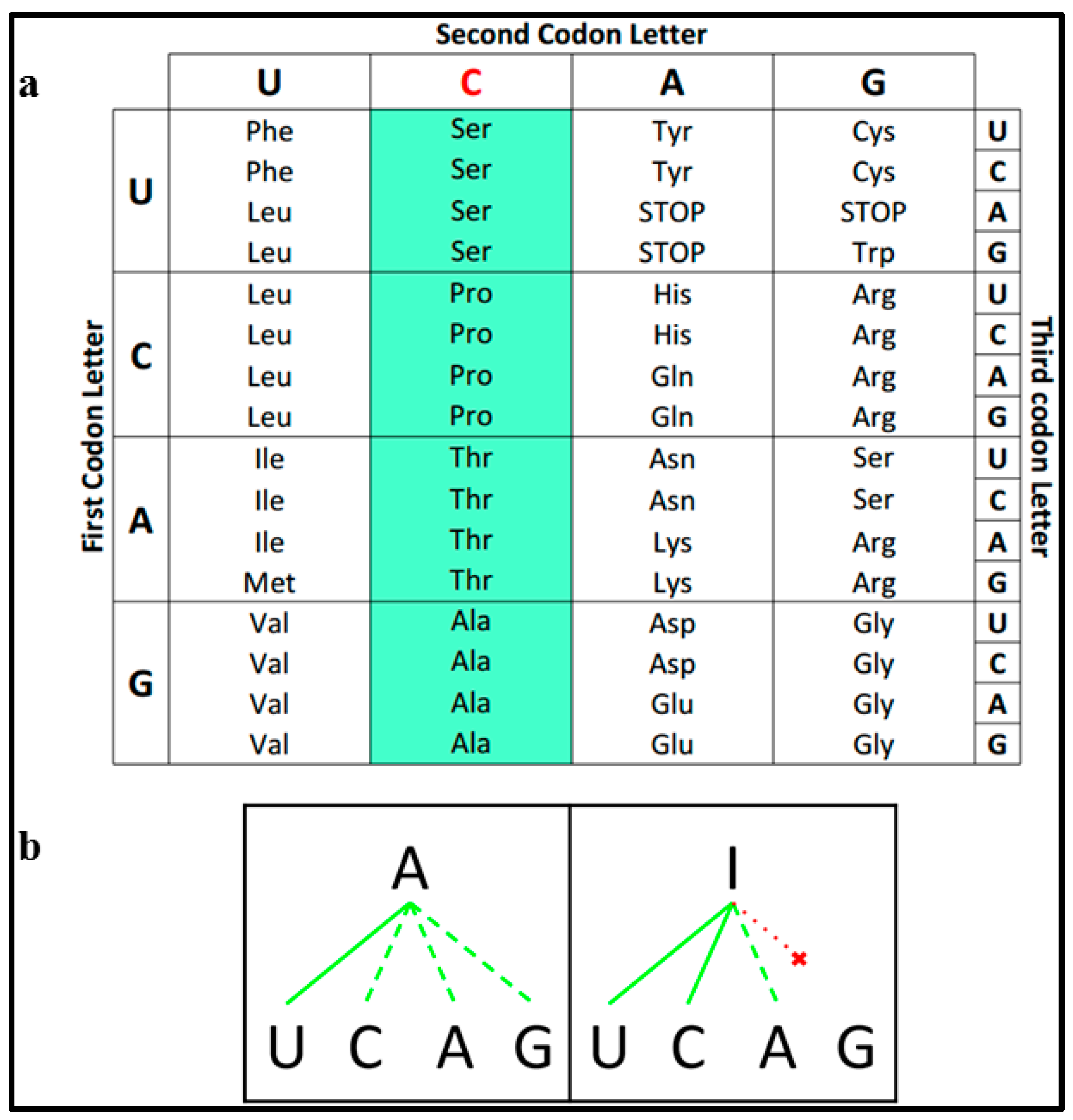 E Codon Usage Chart