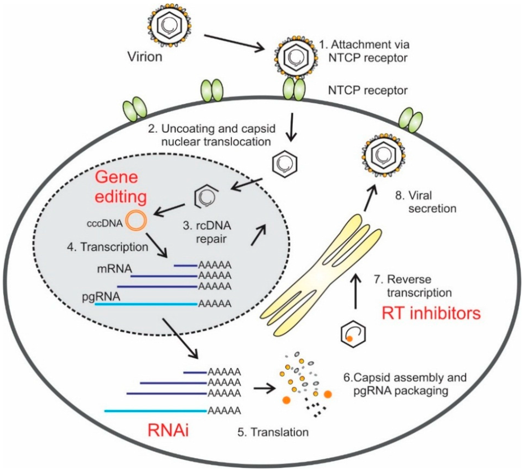 hepatitis b virus research