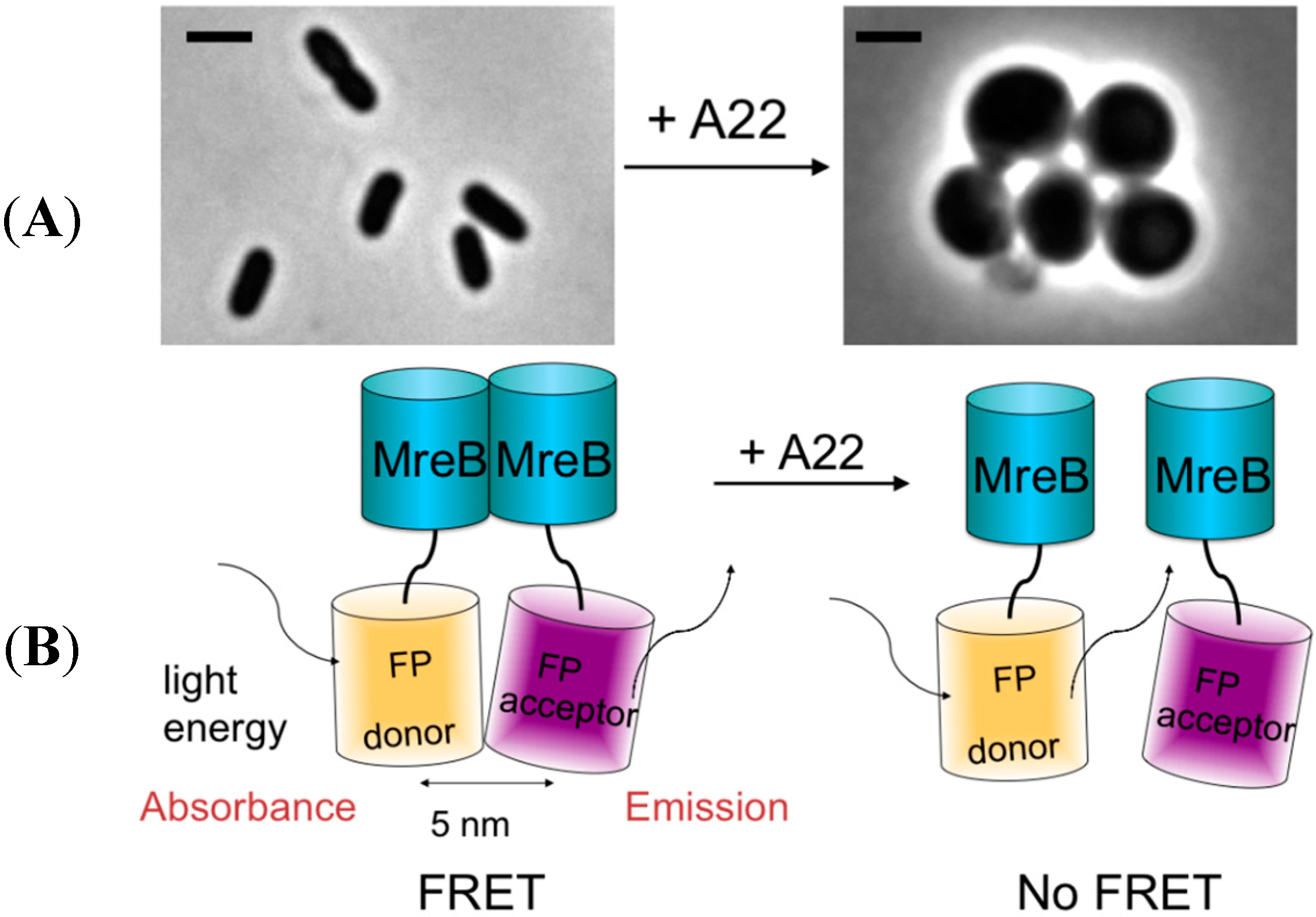 Ijms Free Full Text Validation Of Fret Assay For The Screening Of Growth Inhibitors Of Escherichia Coli Reveals Elongasome Assembly Dynamics Html