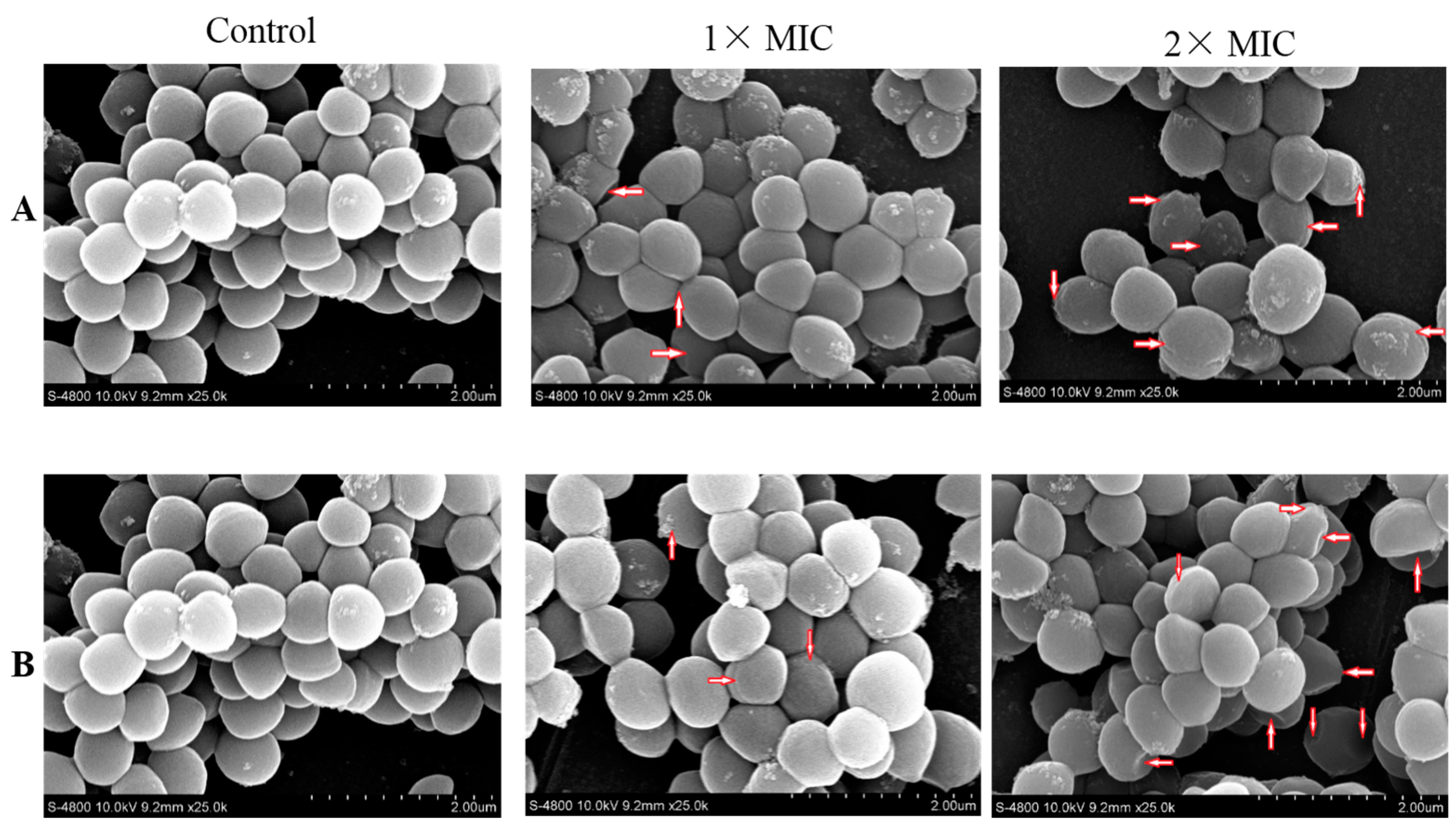 Ijms 16 17668 g005 1024