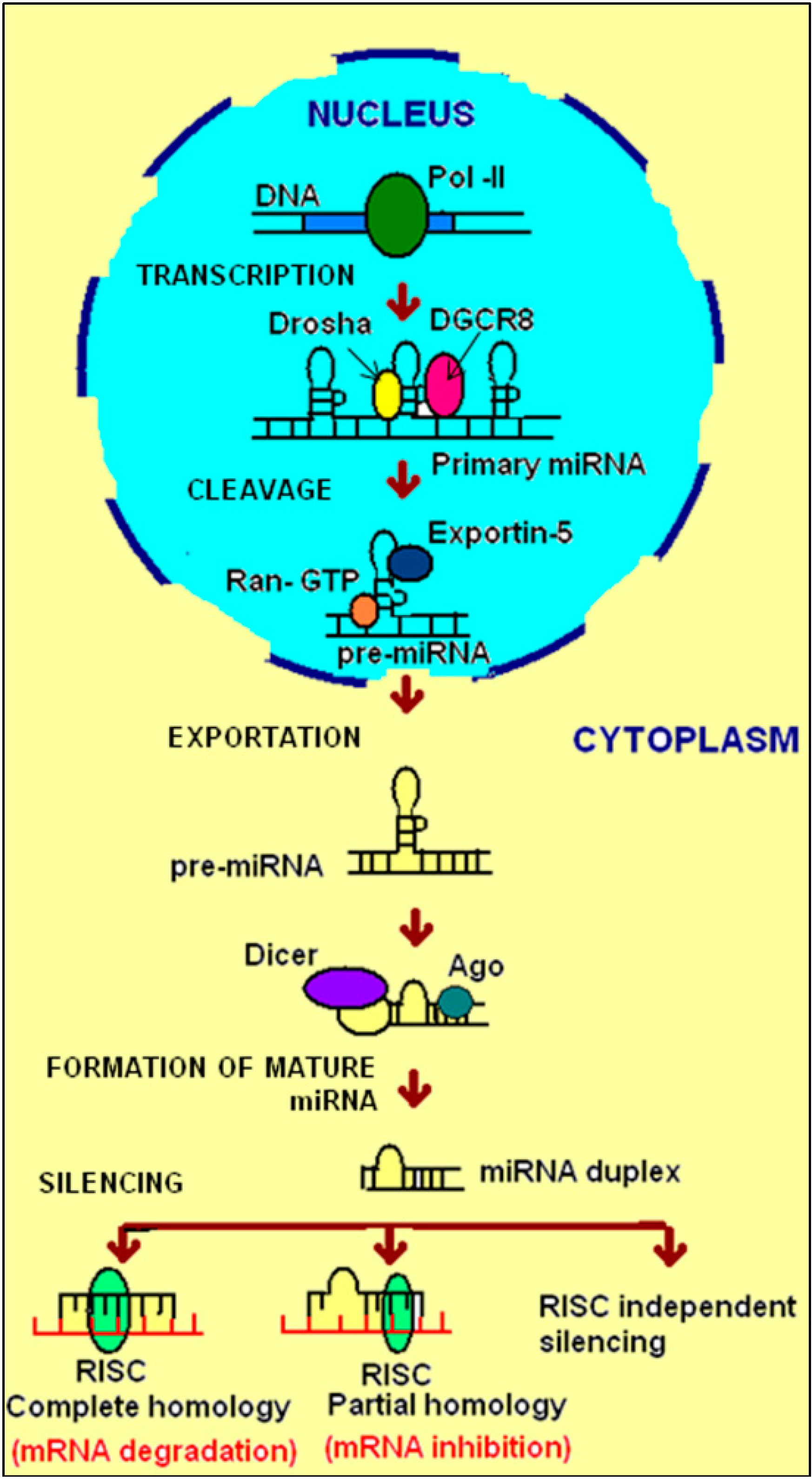 IJMS | Free Full-Text | Hepatitis B Virus Infection, MicroRNAs and 