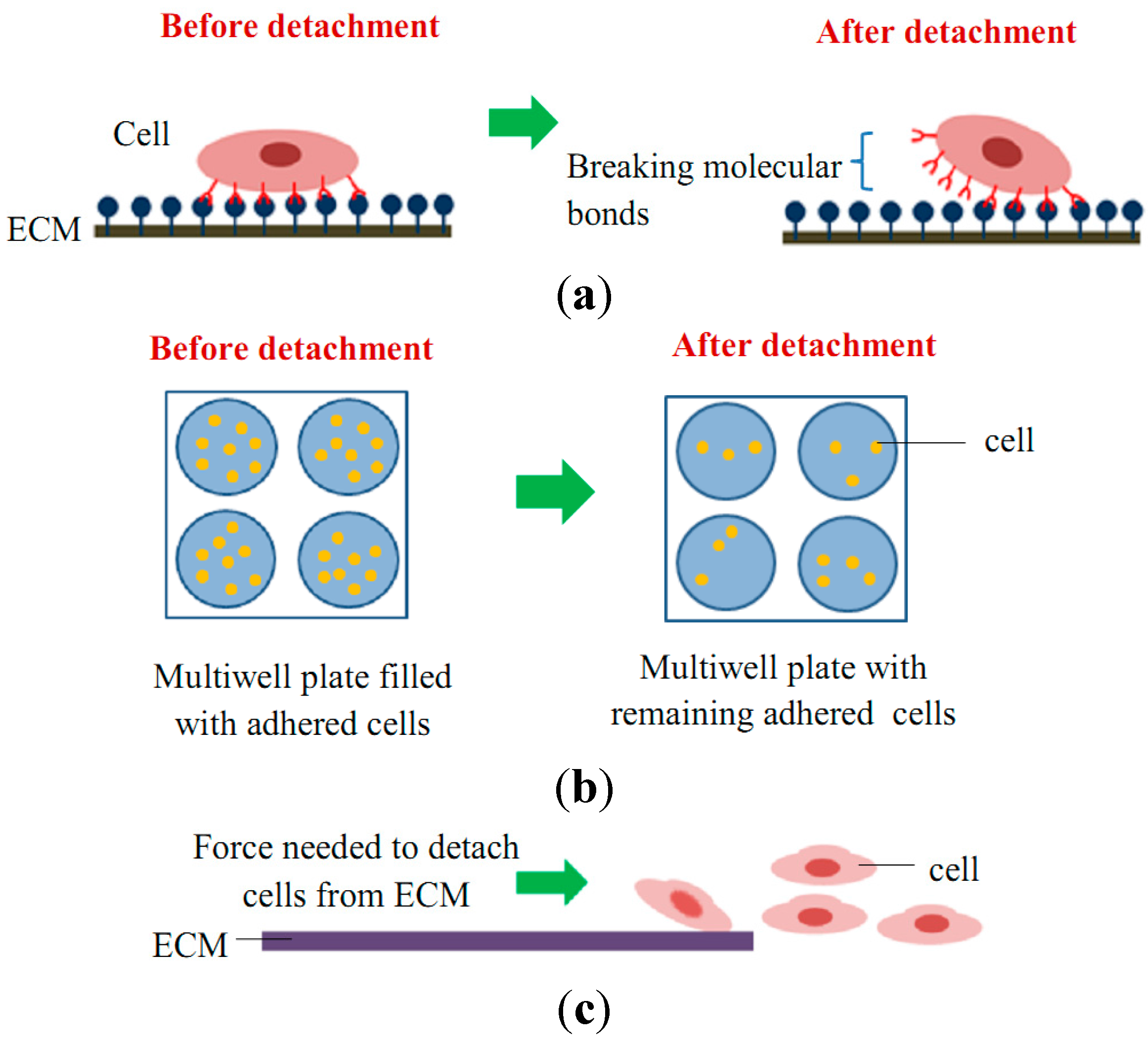 IJMS Free FullText A Review of Cell Adhesion Studies for