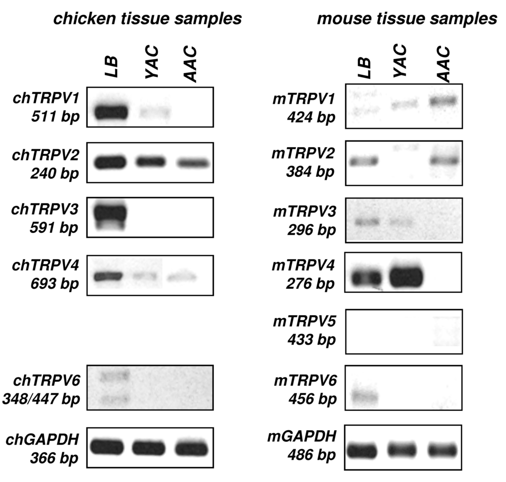 The chicken jaco pdf viewer