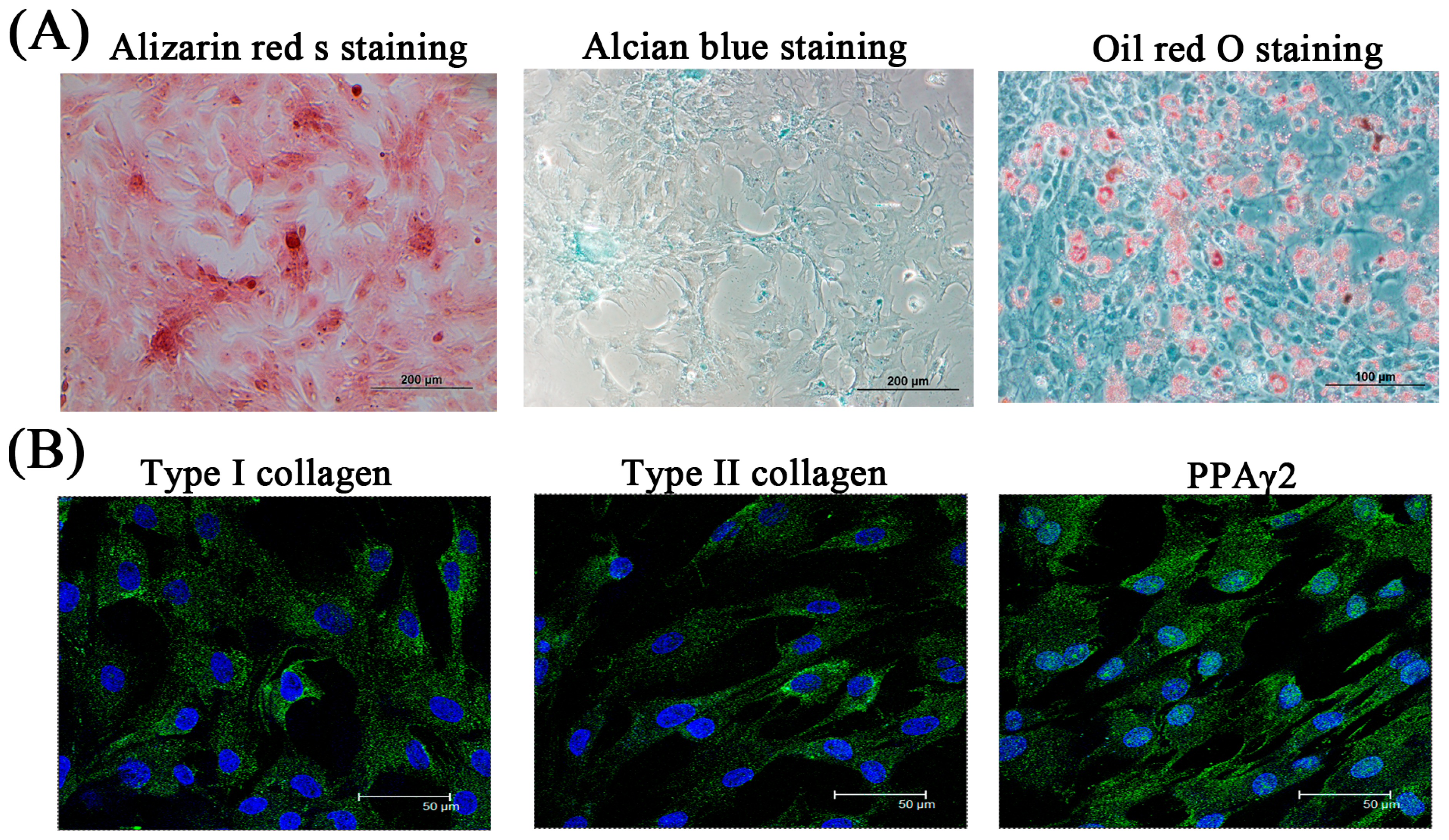 Ijms 16 18507 g004 1024