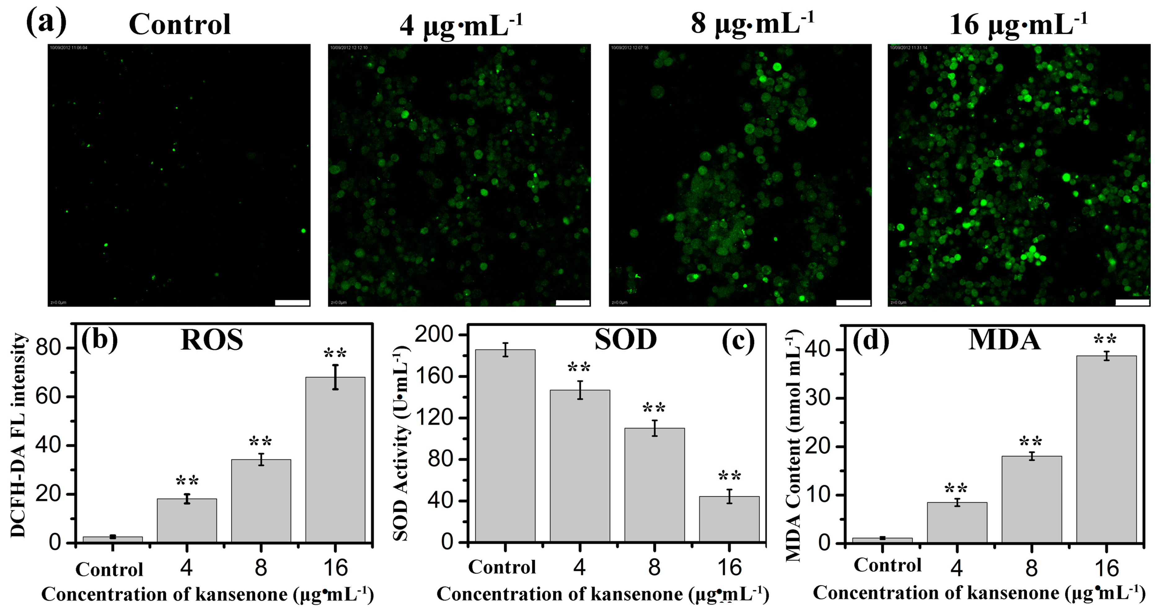 Ijms 16 18956 g004 1024