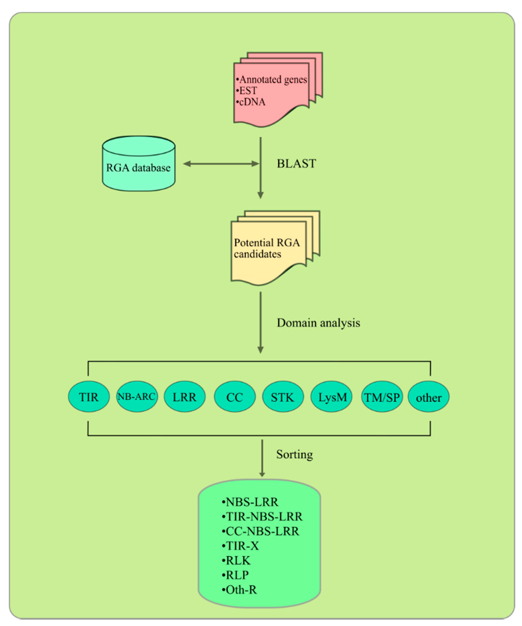 Disease Resistance Gene Analogs (RGAs) in Plants