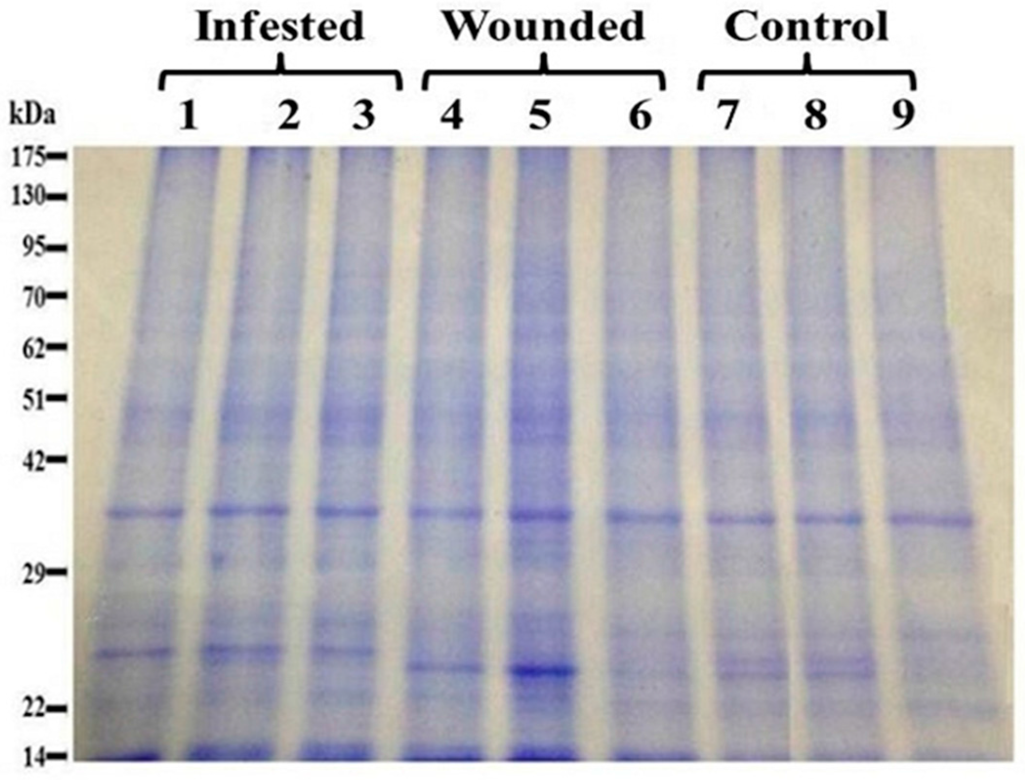 Ijms 16 19326 g001 1024