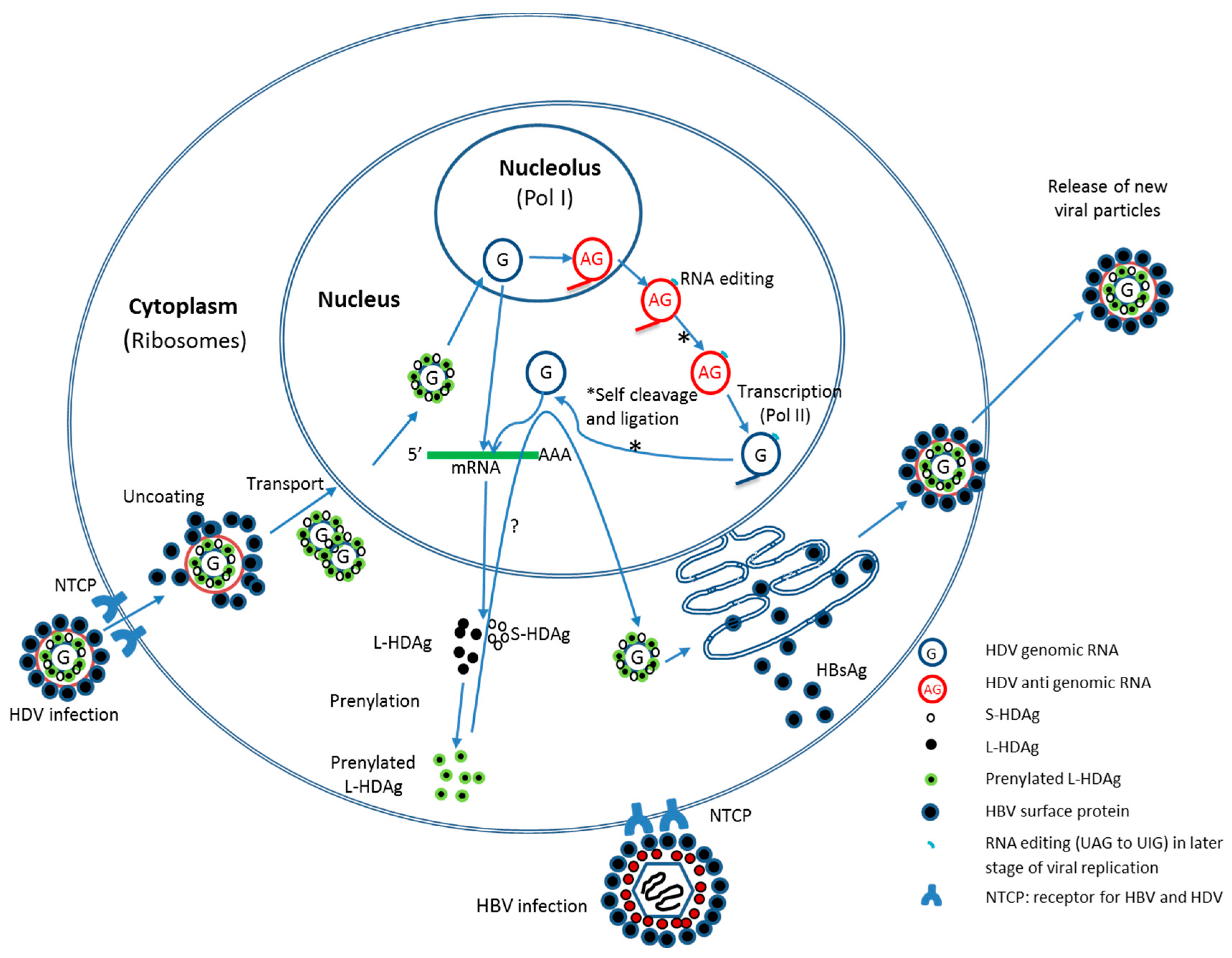 Is delta virus what The COVID