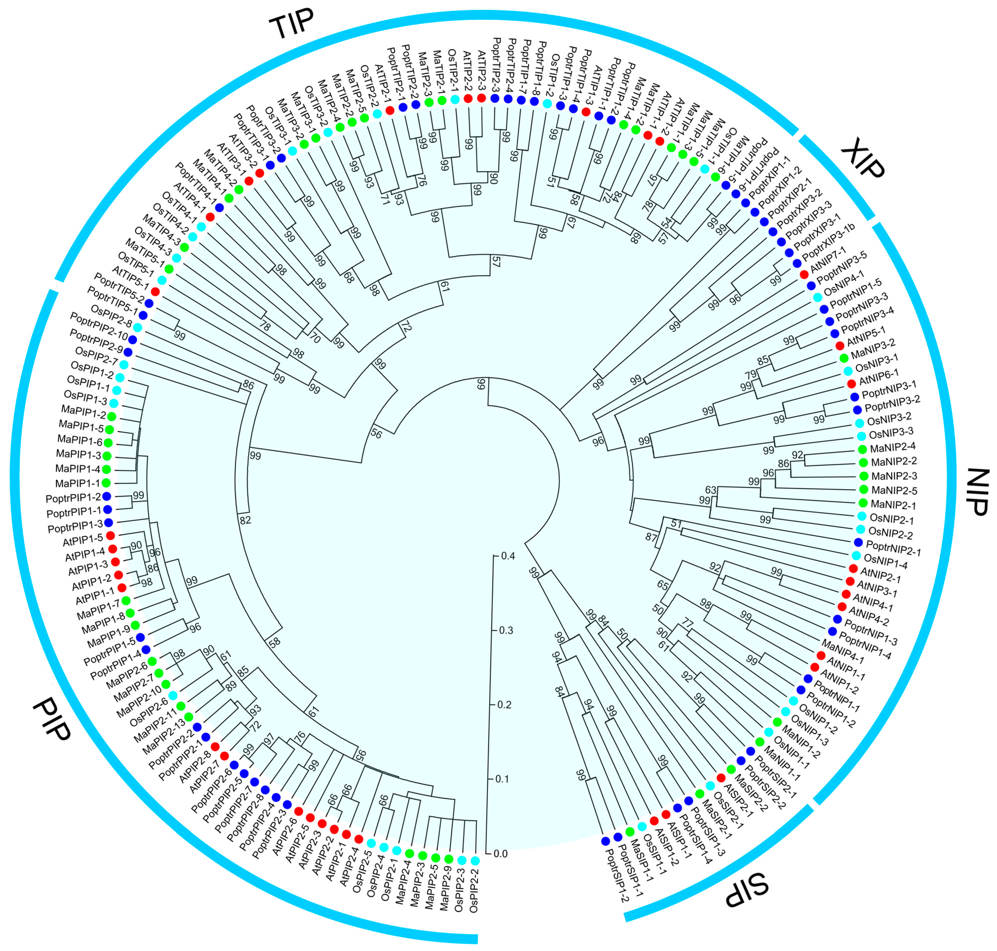 Ijms Free Full Text Genome Wide Identification And Expression Analyses Of Aquaporin Gene Family During Development And Abiotic Stress In Banana Html Ijms Free Full Text Genome Wide Identification And Expression Analyses Of Aquaporin Gene Family During Development And Abiotic Stress In Banana Html