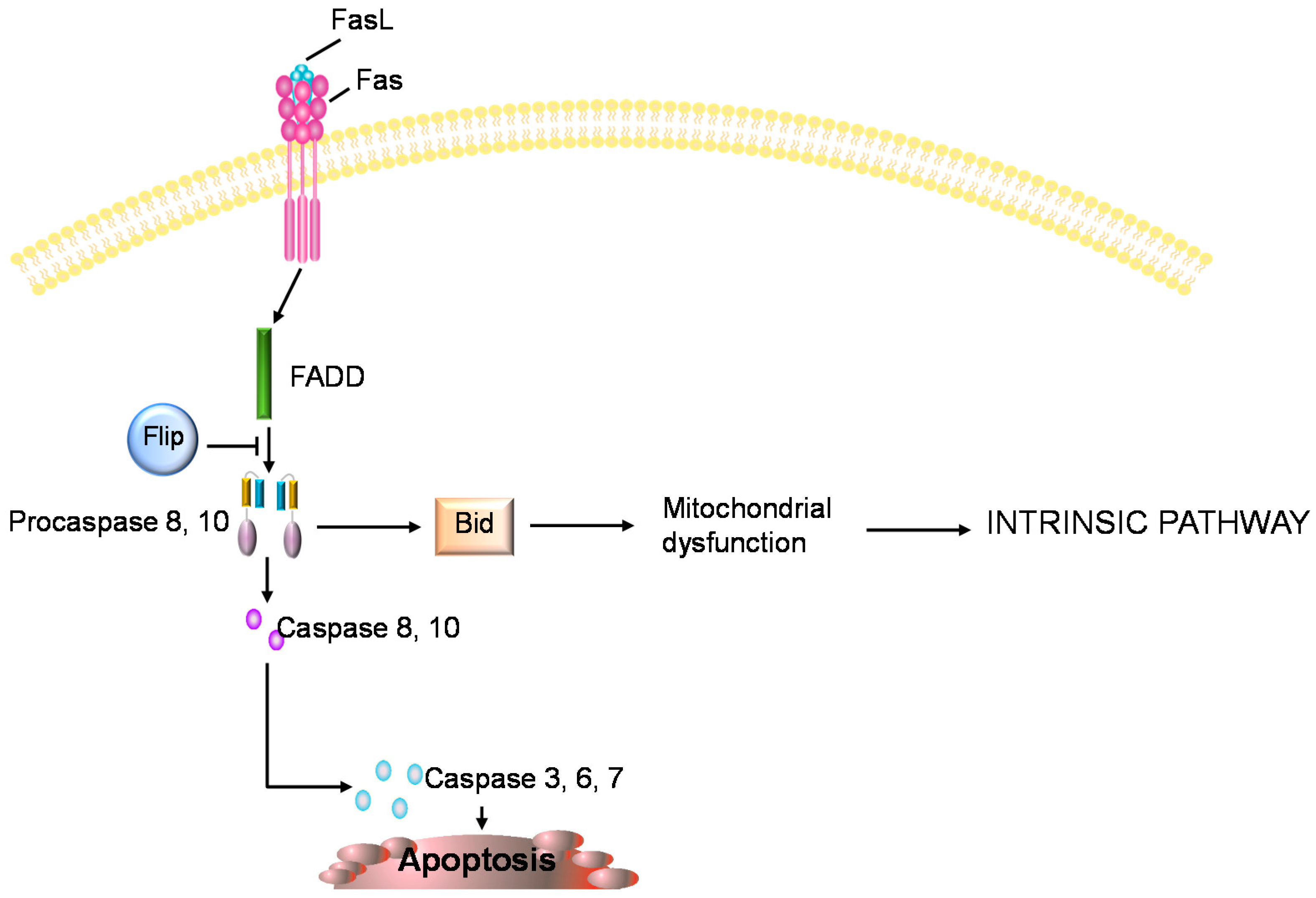 Ijms Free Full Text Biomarkers Of Chondrocyte Apoptosis And Autophagy In Osteoarthritis