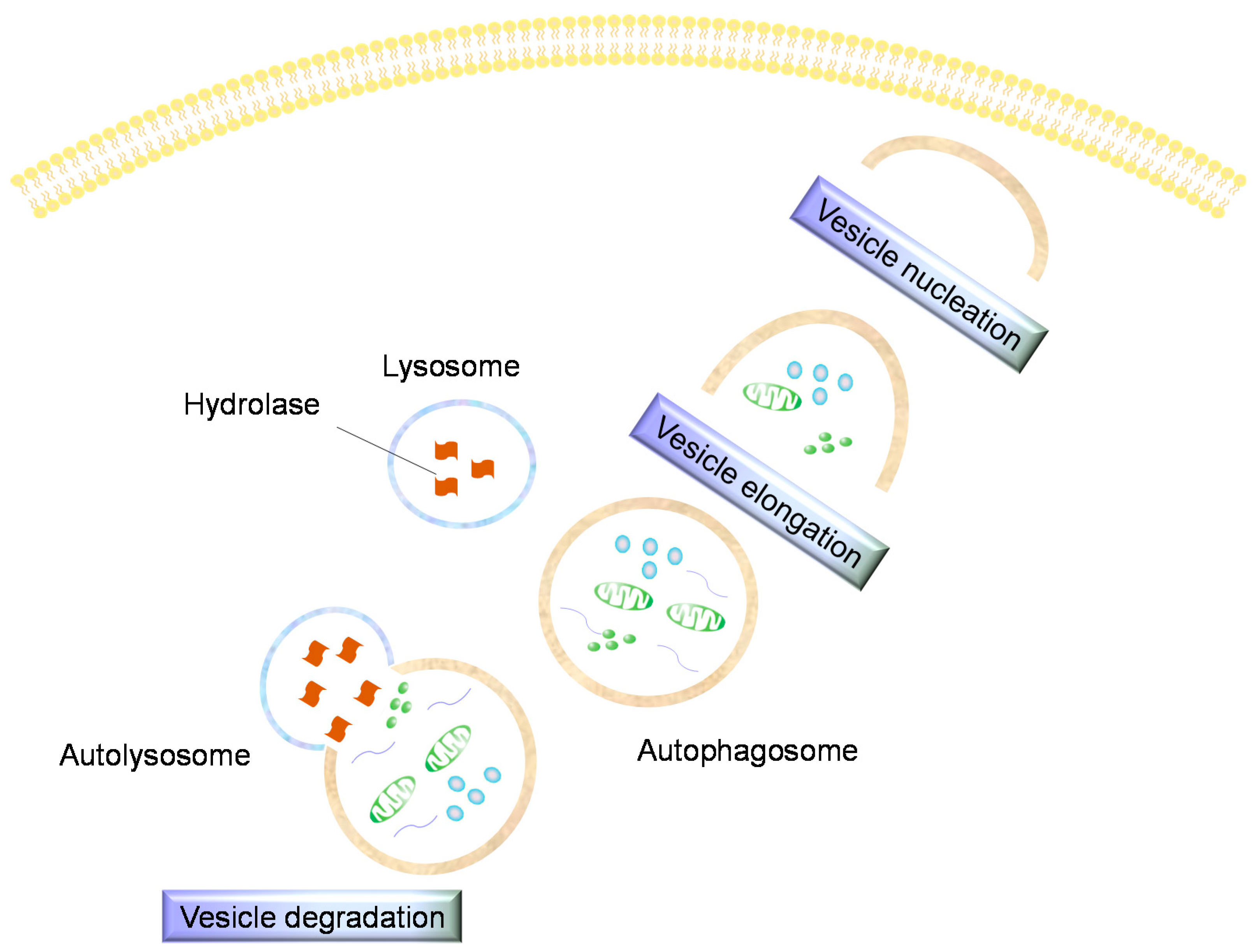 Biomarkers of Chondrocyte Apoptosis and Autophagy in