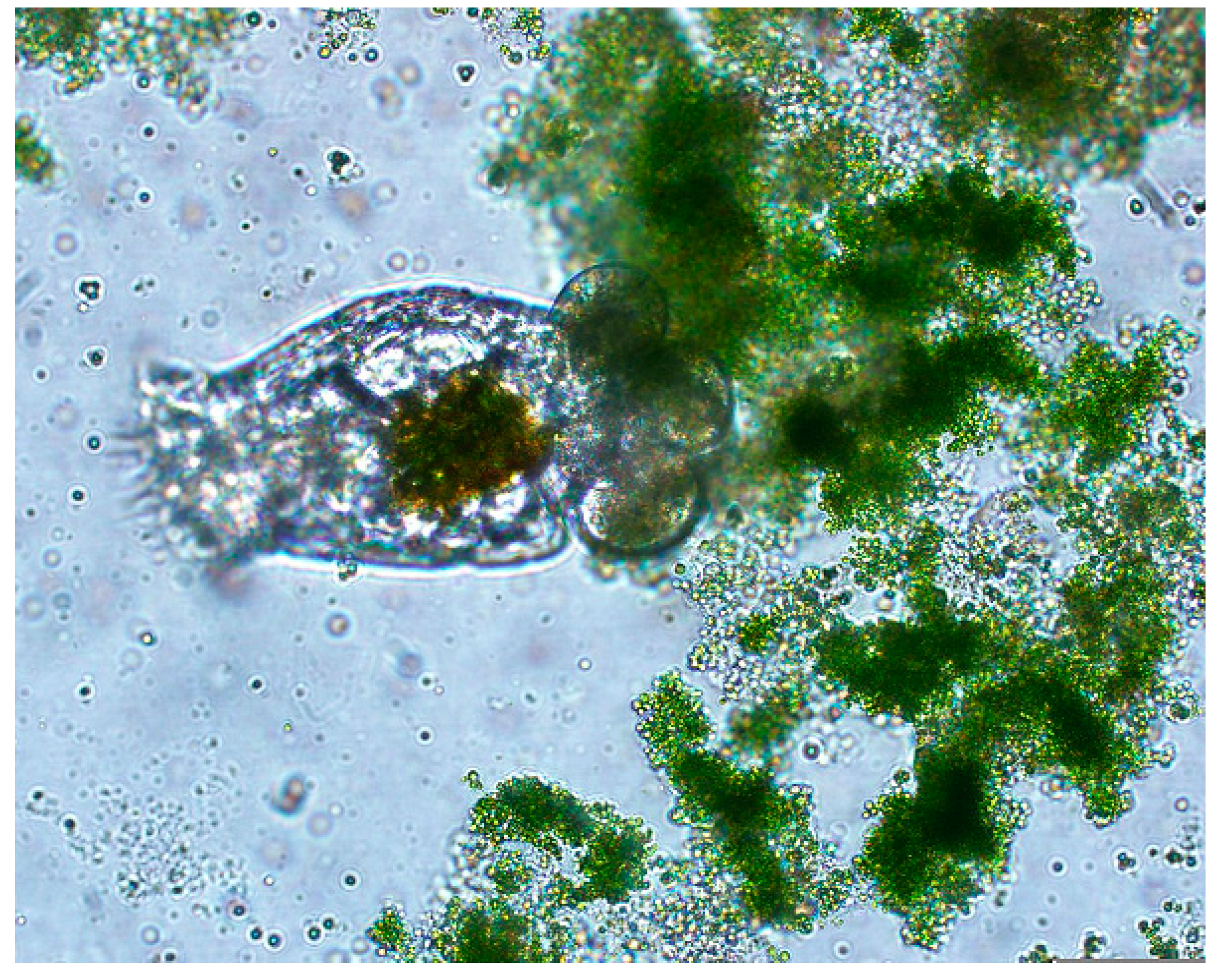 Ijms 16 20674 g001