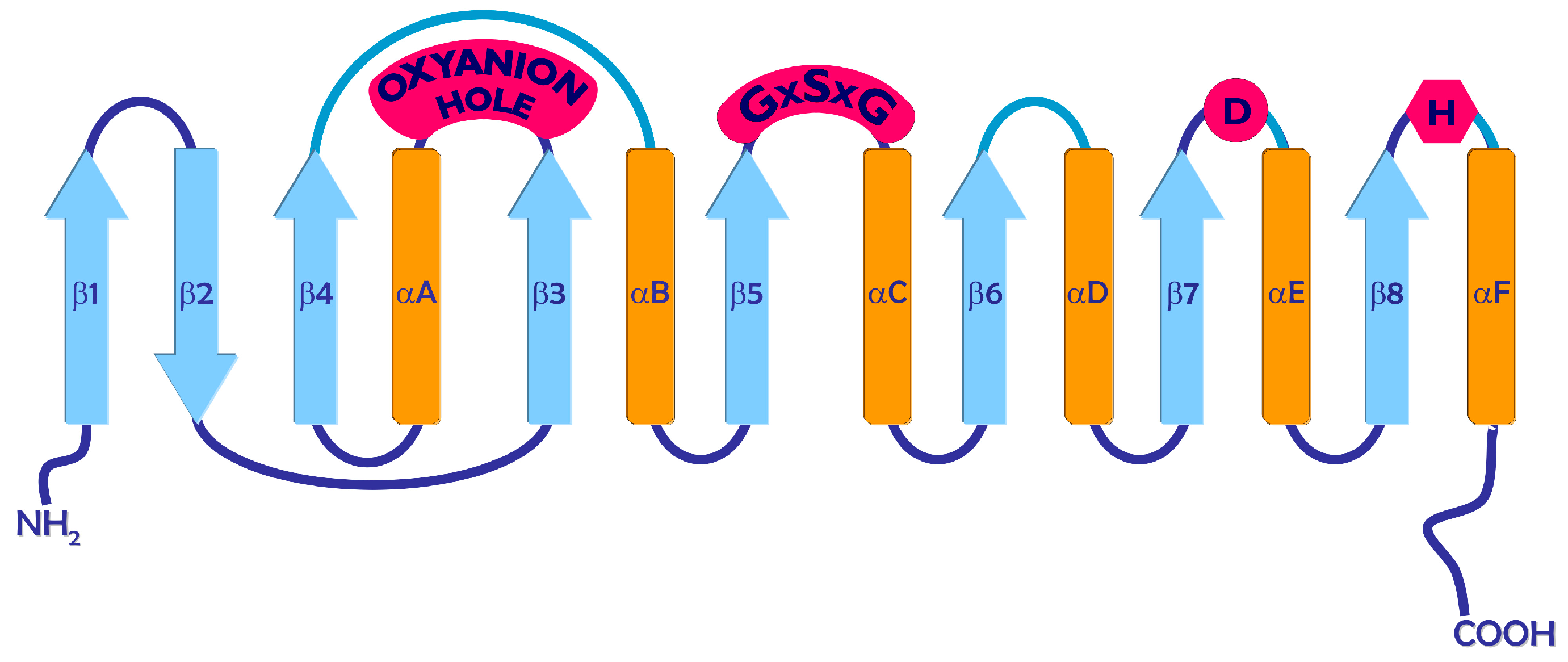 ボタニカルフレーム AF-03 Recombinant Lipases and Phospholipases and Their Use as