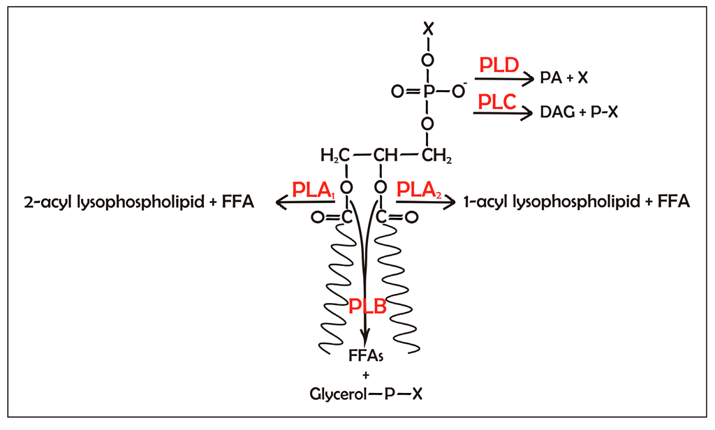 安田ユウ専用 Recombinant Lipases and Phospholipases and Their Use as