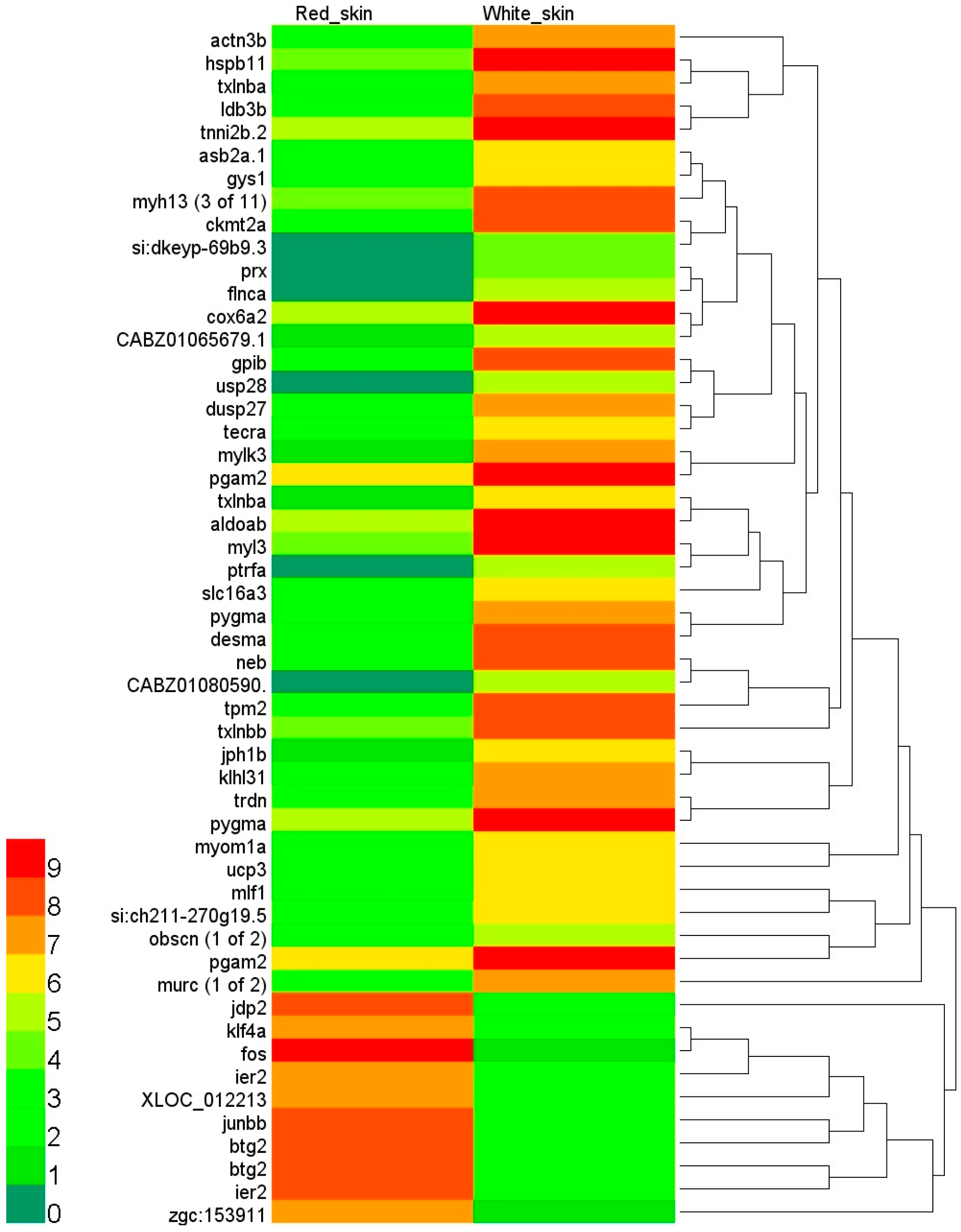Gene Expression Variations of Red—White Skin Coloration in