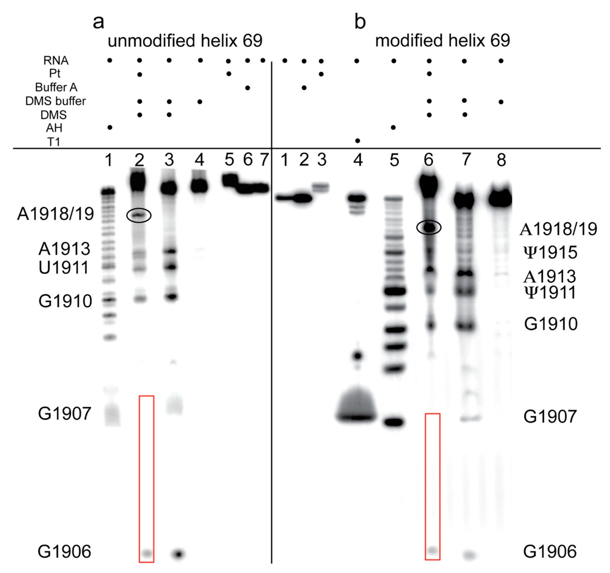 Ijms 16 21392 g006 1024