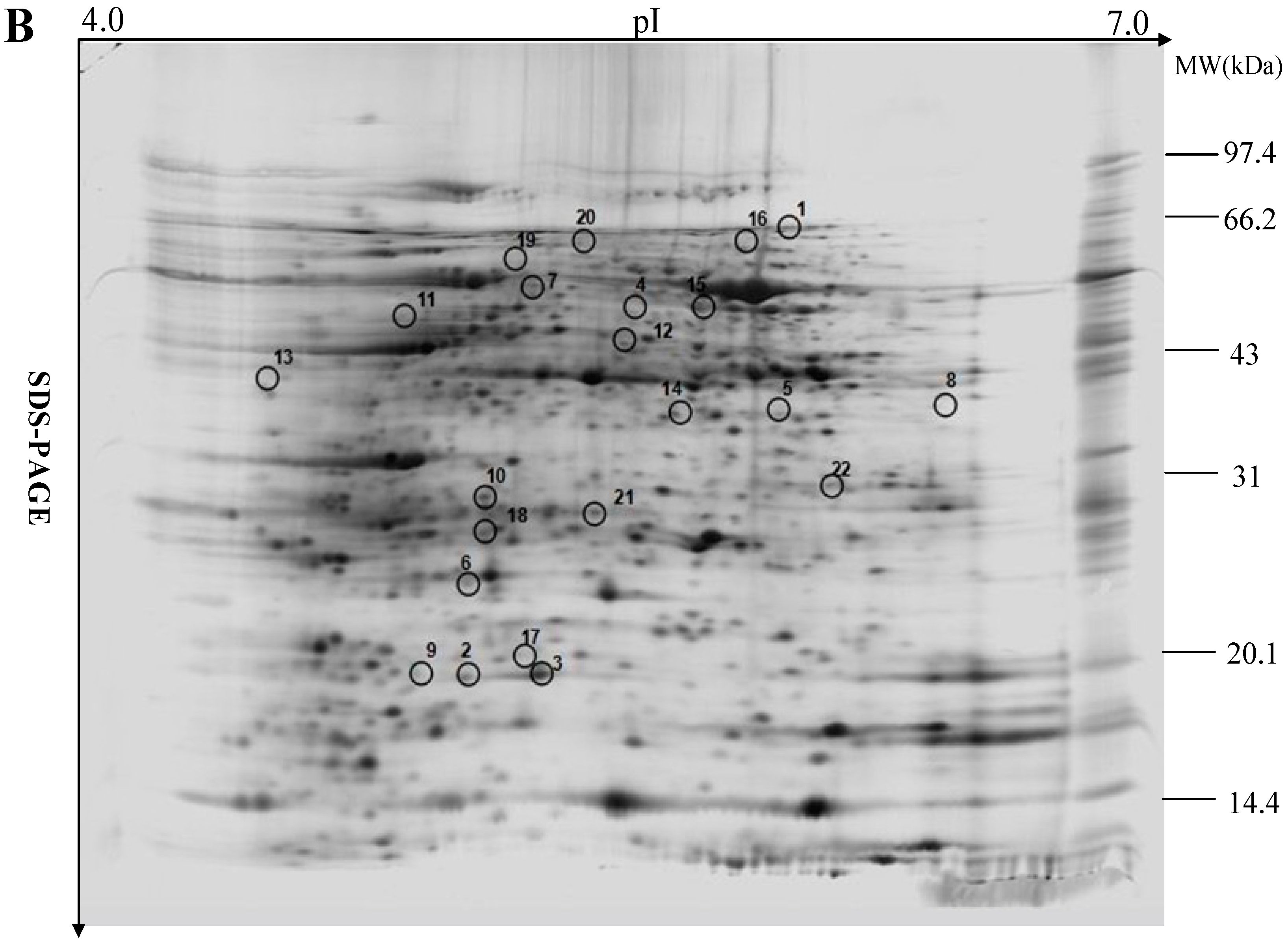 Ijms 16 21606 g004b 1024