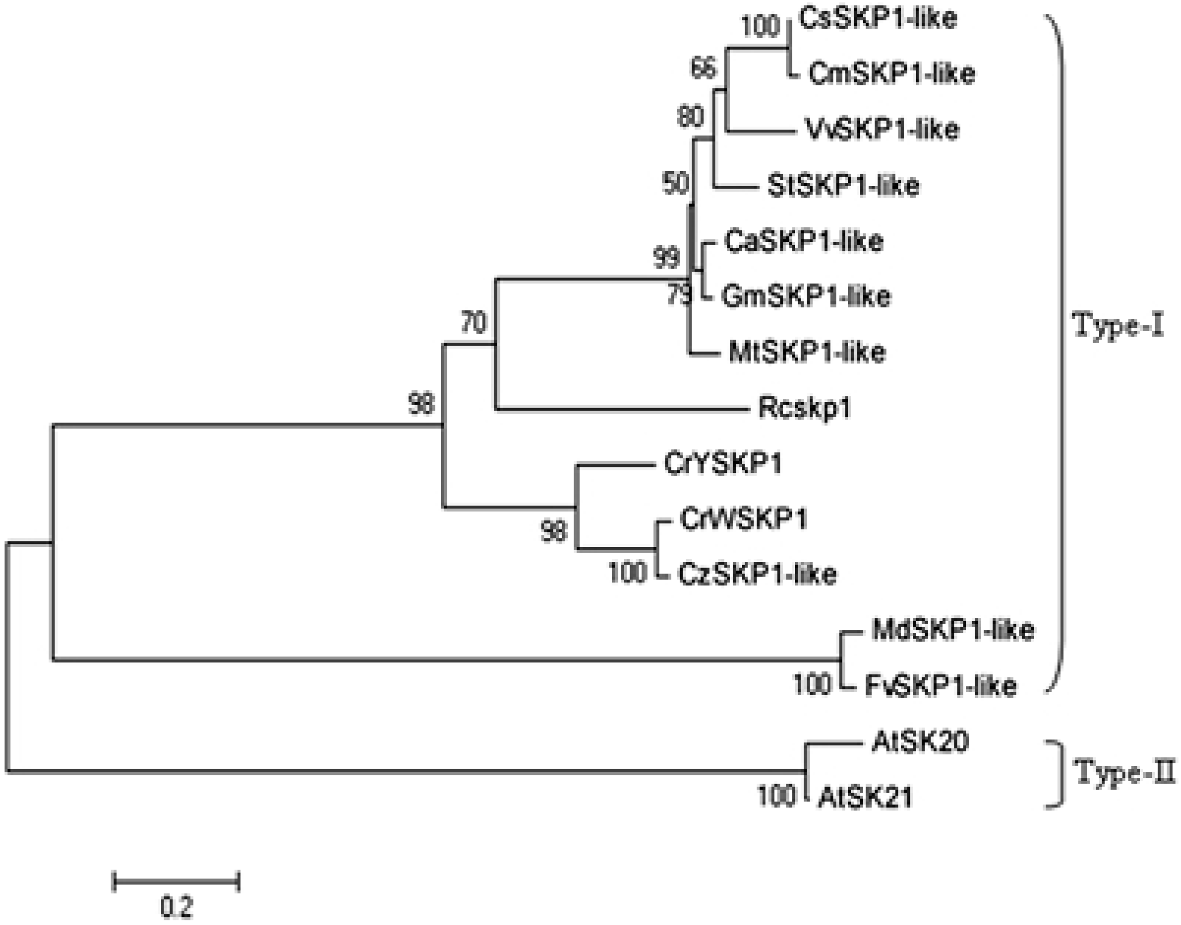 CrWSKP1, an SKP1-like Gene, Is Involved in the Self CrWSKP1, an SKP1-like Gene, Is Involved in the Self