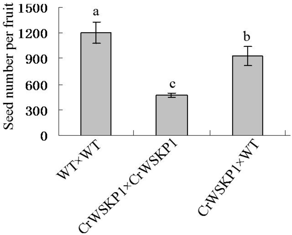 CrWSKP1, an SKP1-like Gene, Is Involved in the Self CrWSKP1, an SKP1-like Gene, Is Involved in the Self