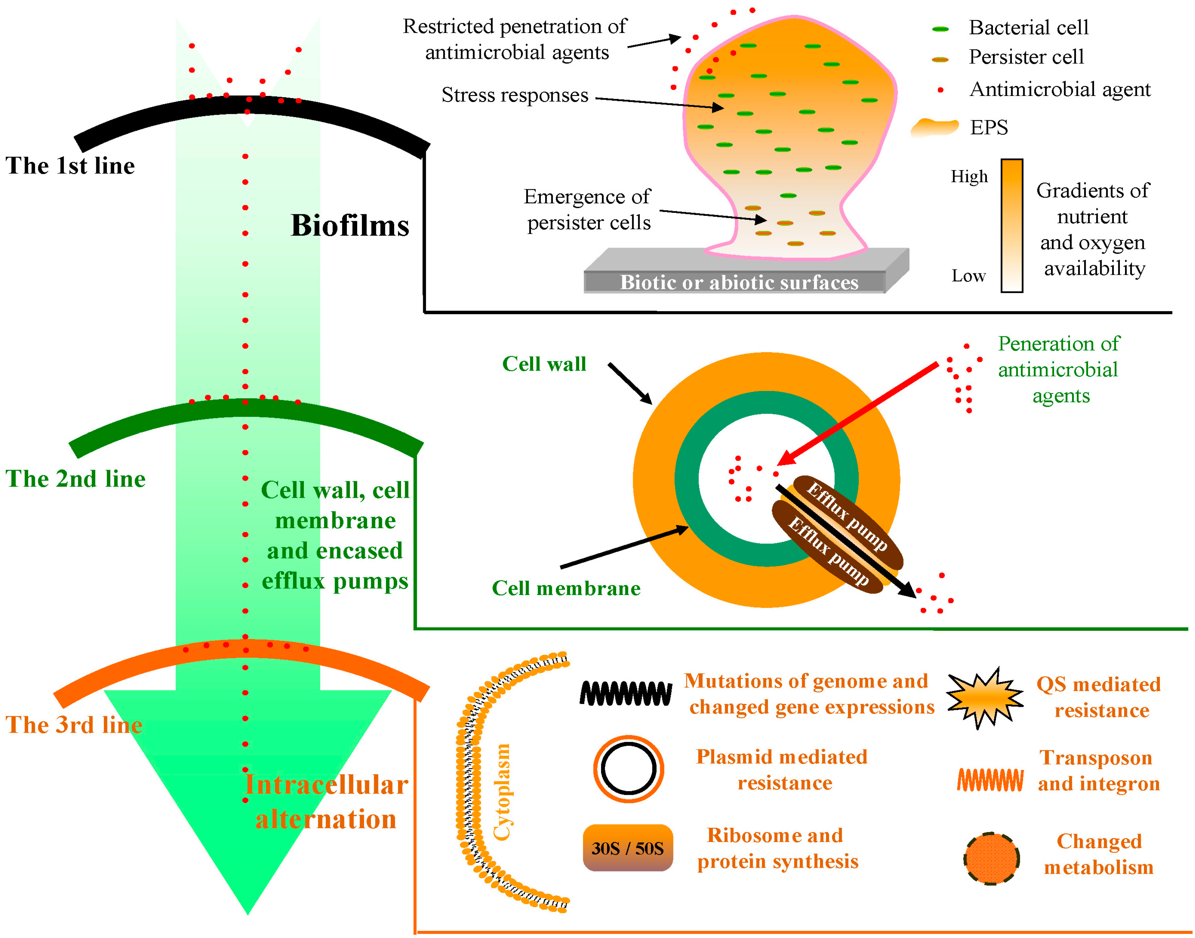 IJMS  Free Full-Text  The Three Bacterial Lines of Defense against Antimicrobial Agents