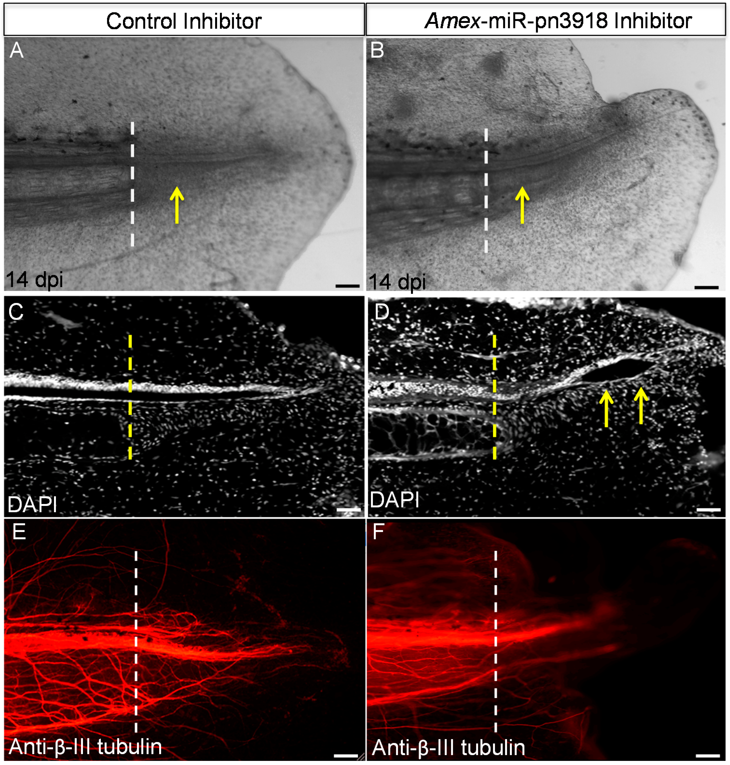 Ijms 16 22046 g004 1024