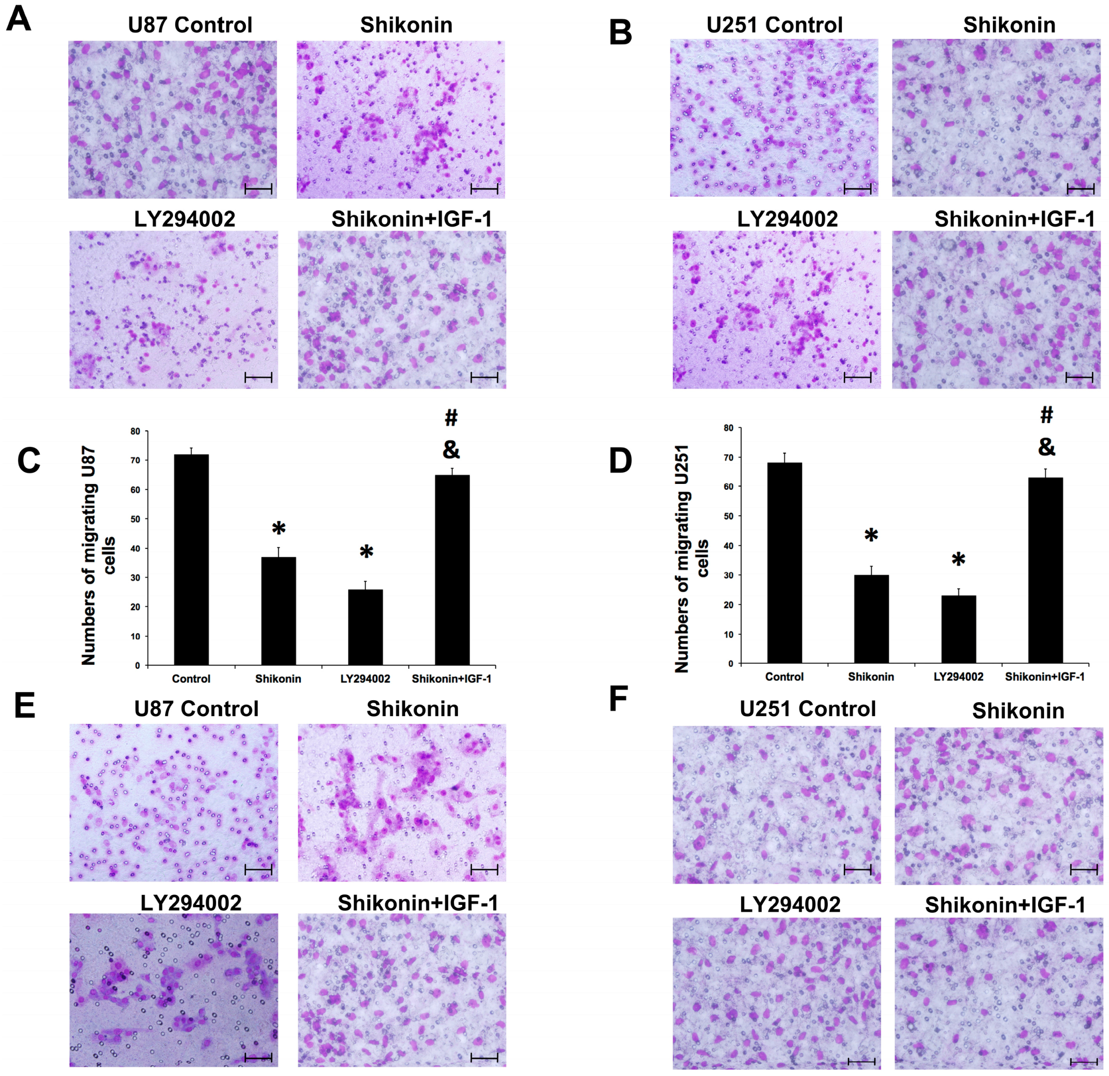 (PDF) Anticancer Activity of Phloretin Against Human 