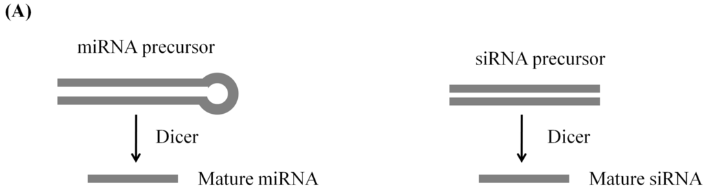 Small RNAs in Plant Responses to Abiotic Stresses: Regulatory