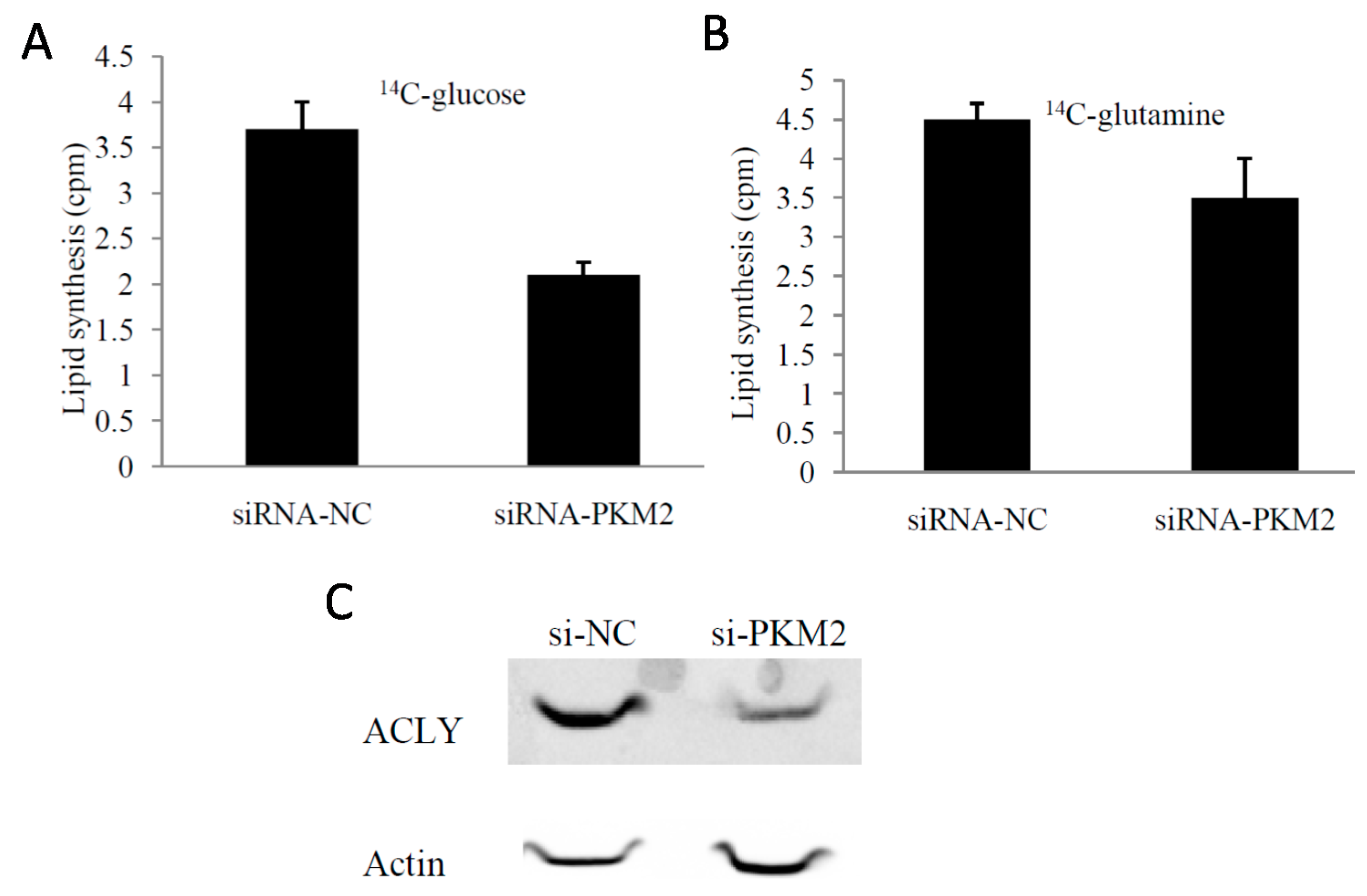IJMS | Free Full-Text | Knockdown of PKM2 Suppresses Tumor Growth and ...
